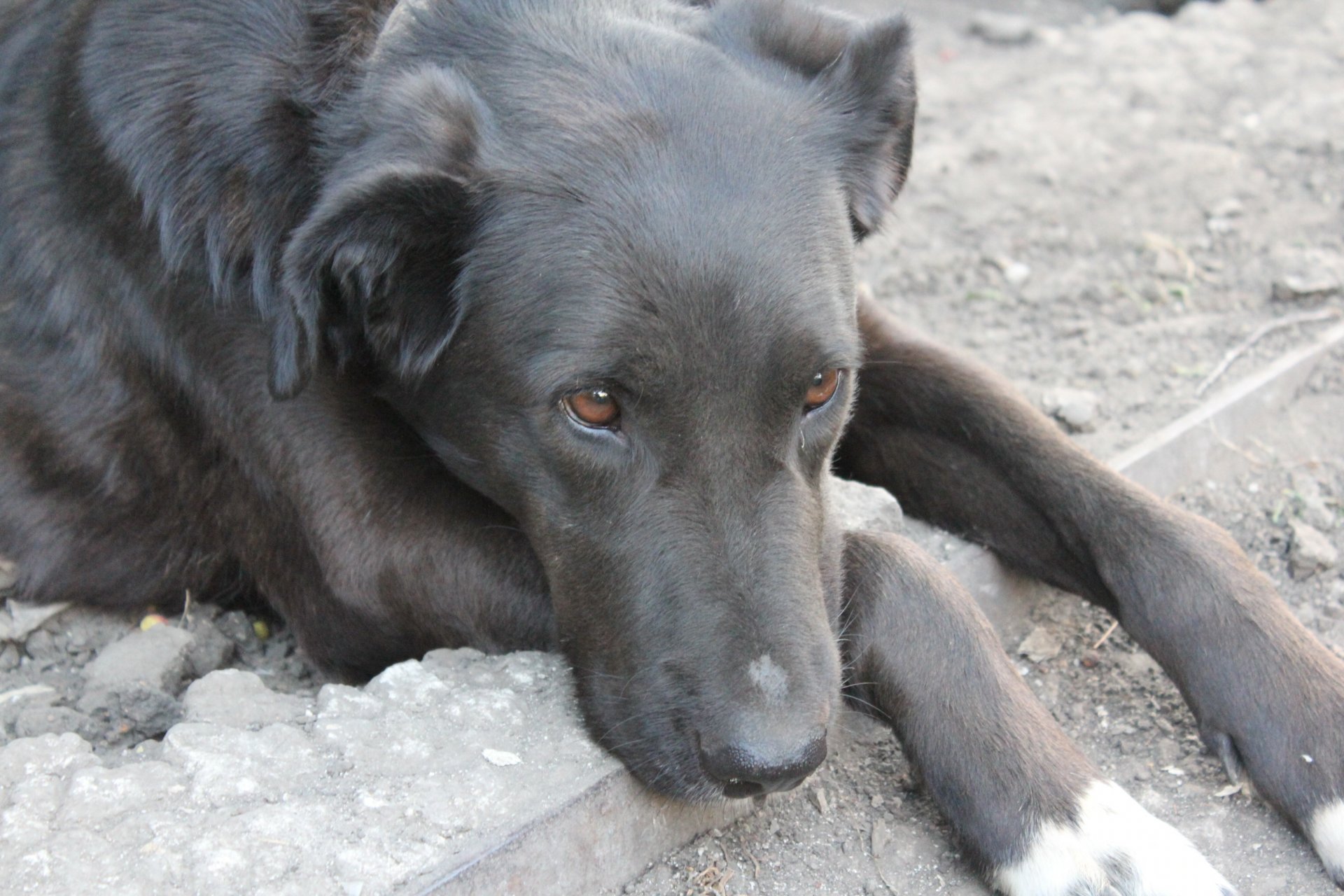 cane occhi tristezza sguardo devozione terra zampe