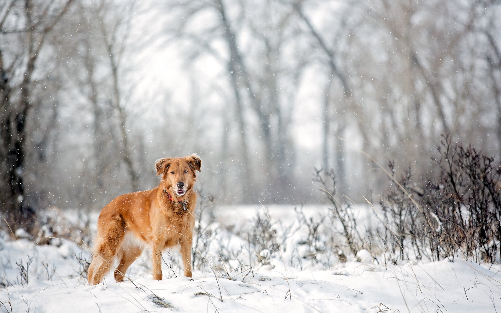 dog view other snow