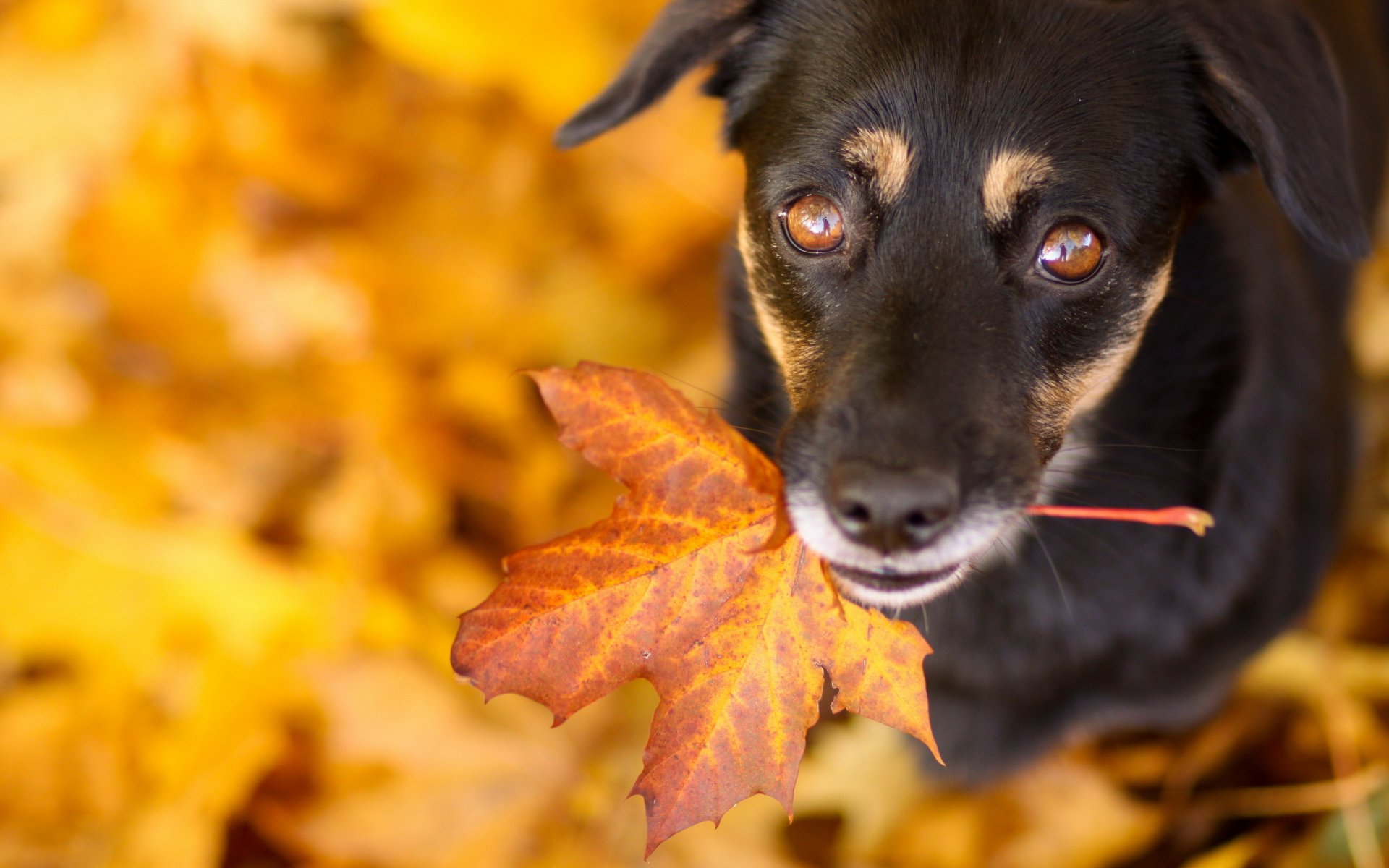 hund blick freund blatt