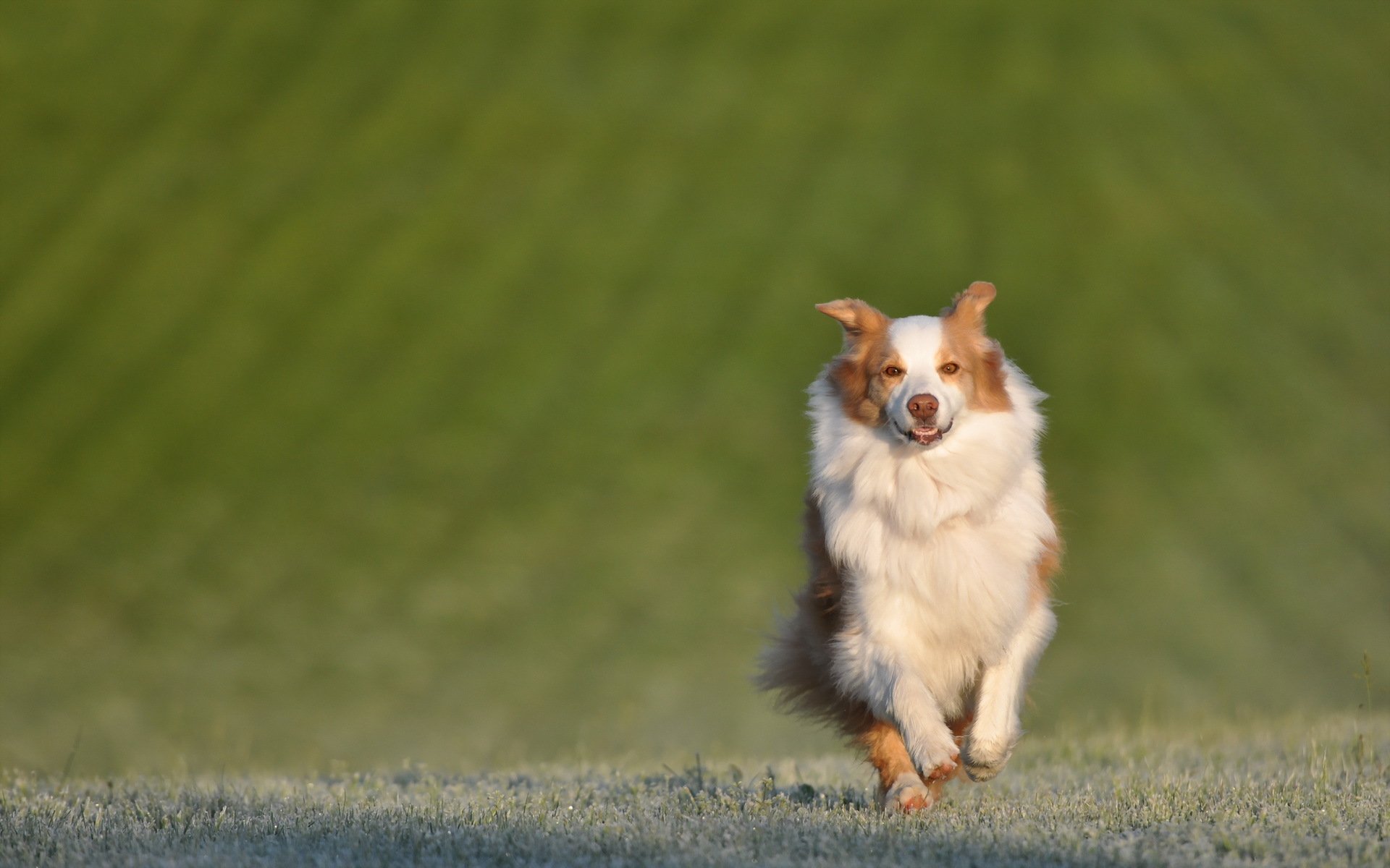 dog other the field