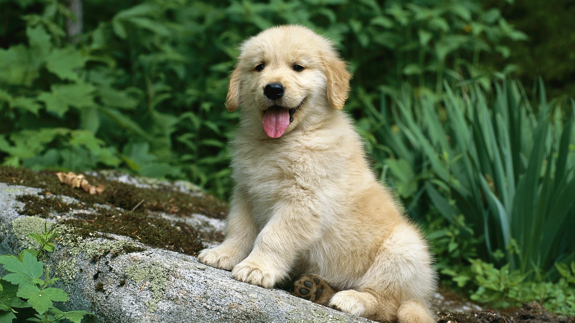 cachorro lengua piedra