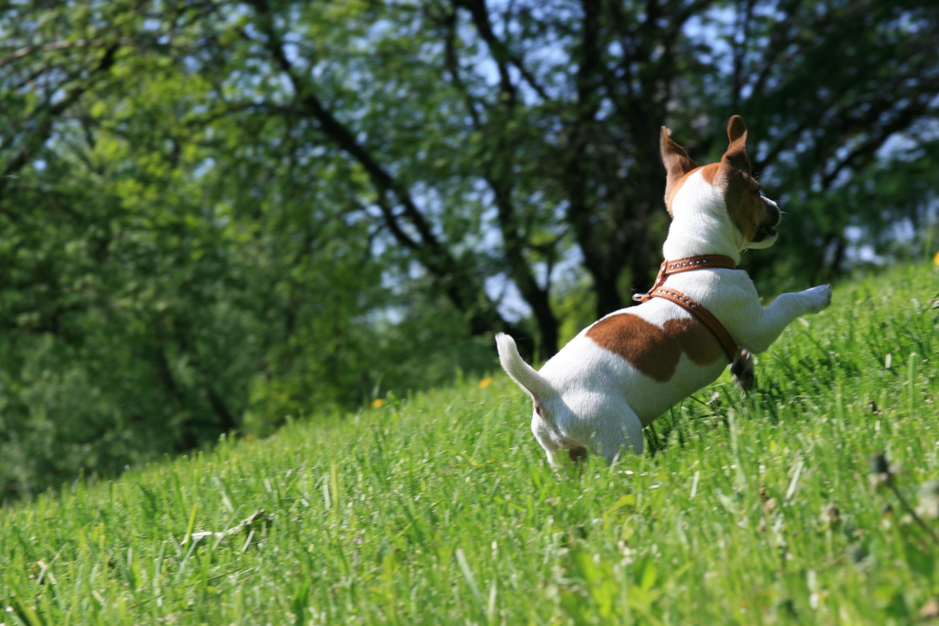 hund jack russell terrier freut sich läuft gras spaziergang stimmung