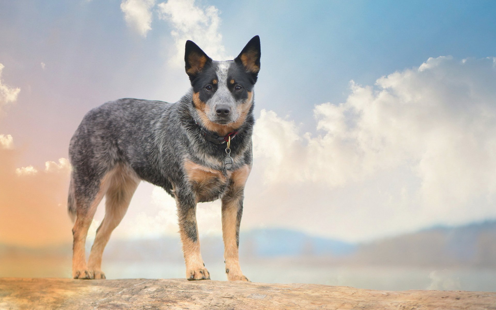 dog view other australian cattle dog