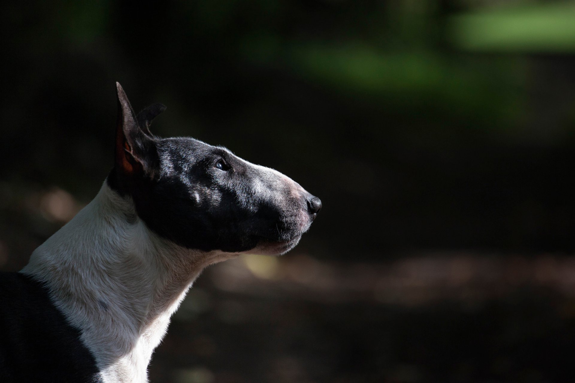 bull terrier profilo cane