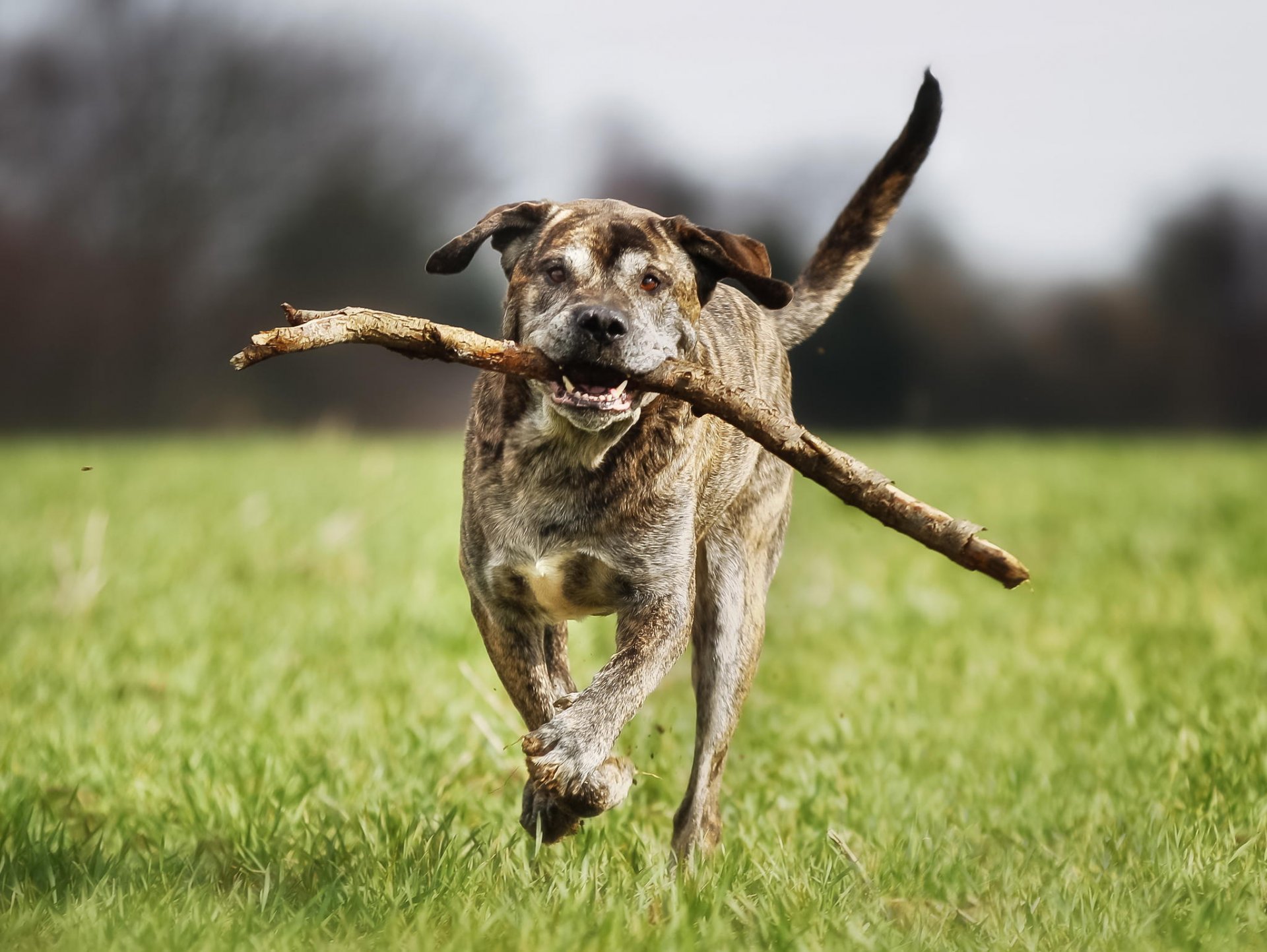 mastiff italien ami courir chien