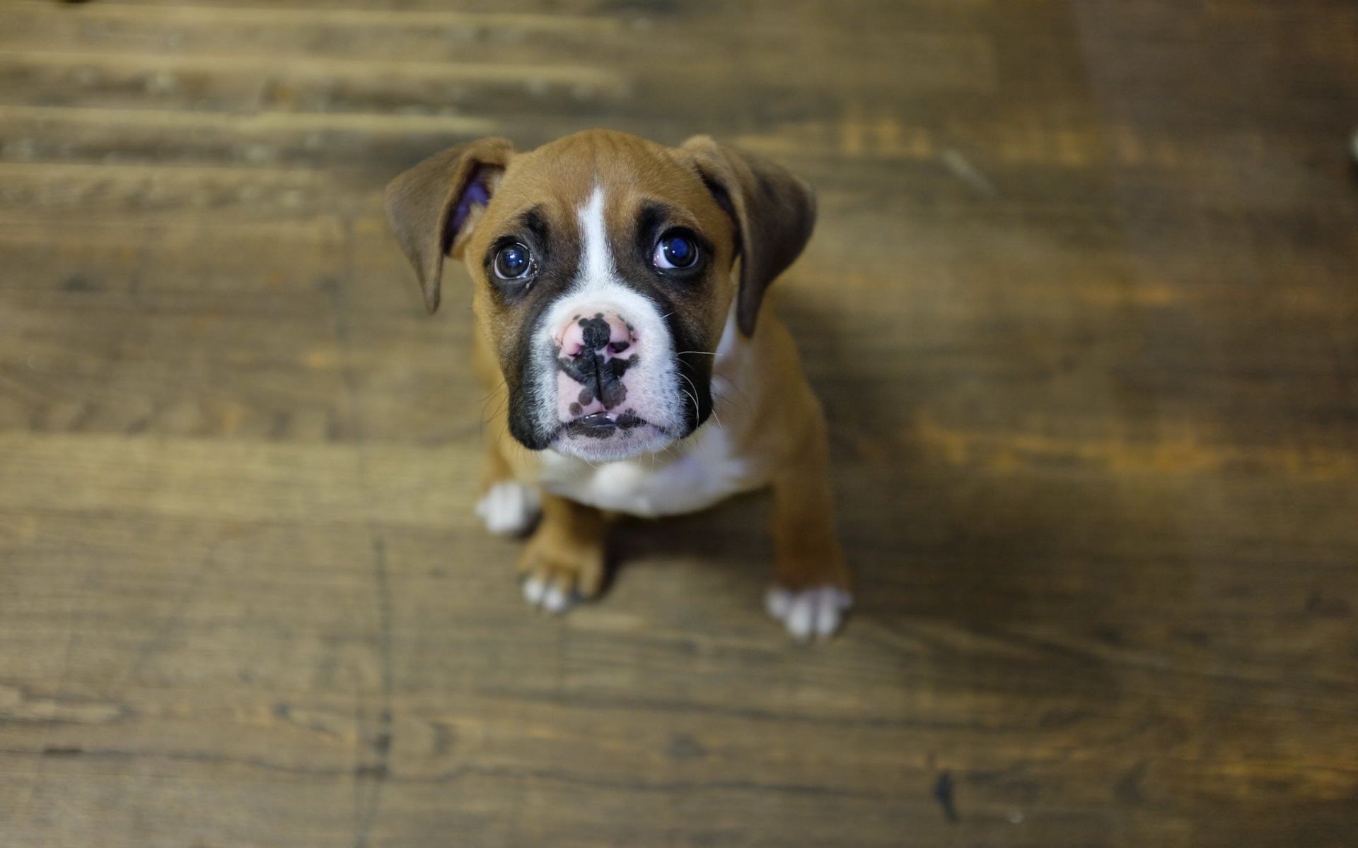 perro cachorro mirada