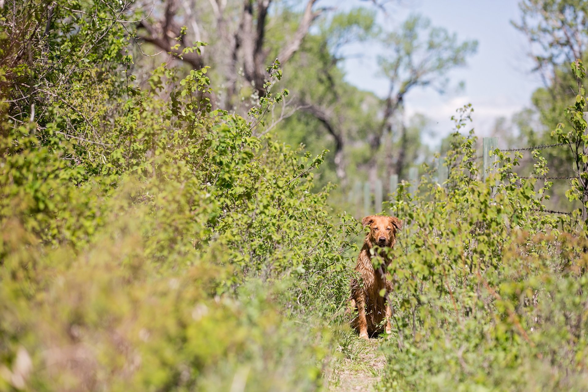 sendero arbusto perro rojo