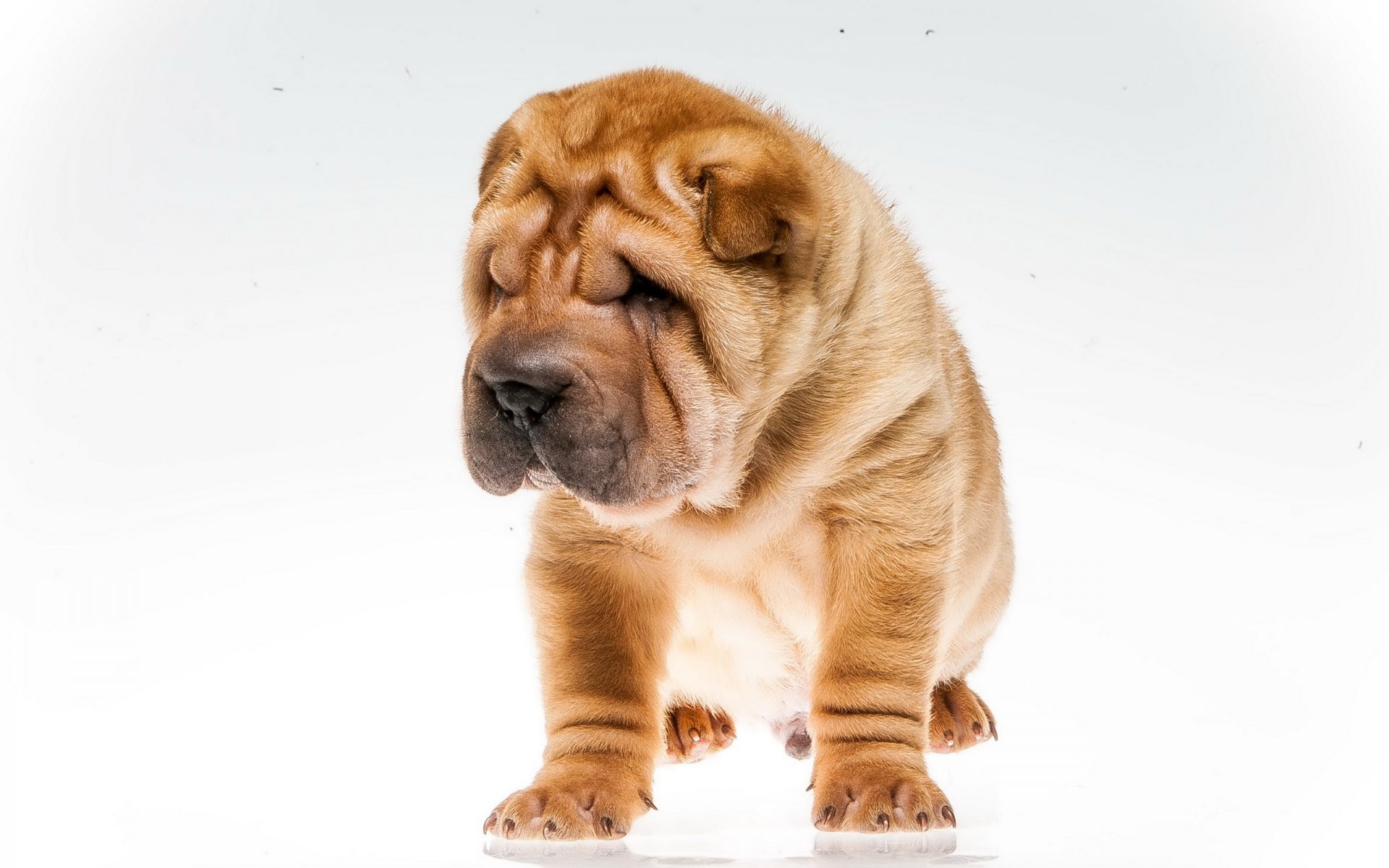 chien vue ami shar pei