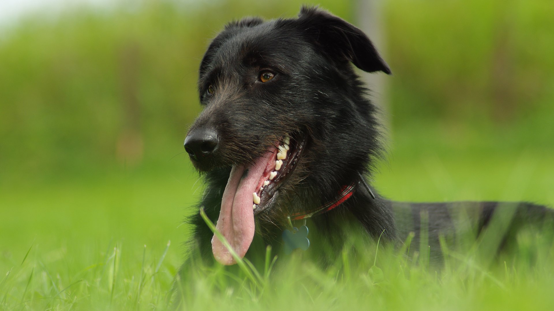 perro perro hierba