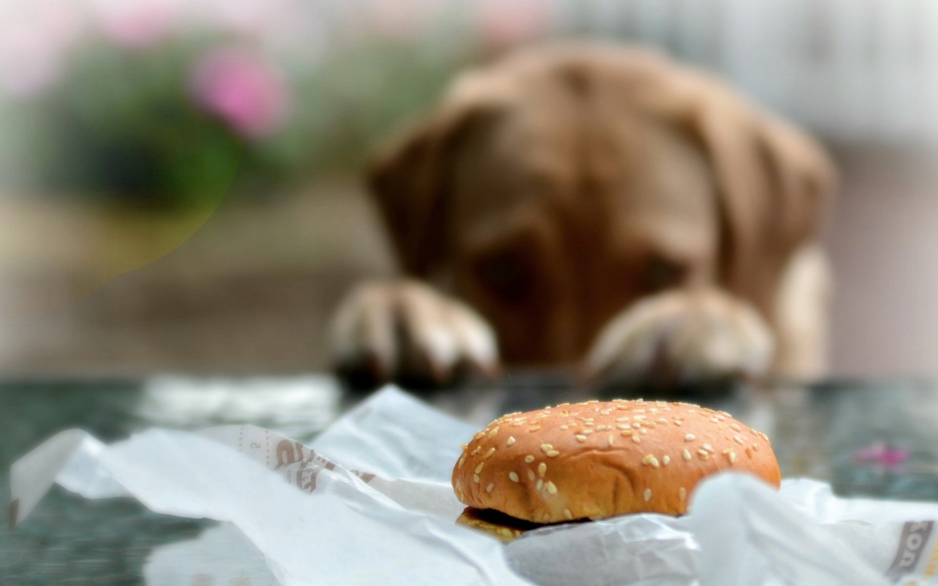 panino cane sfondo