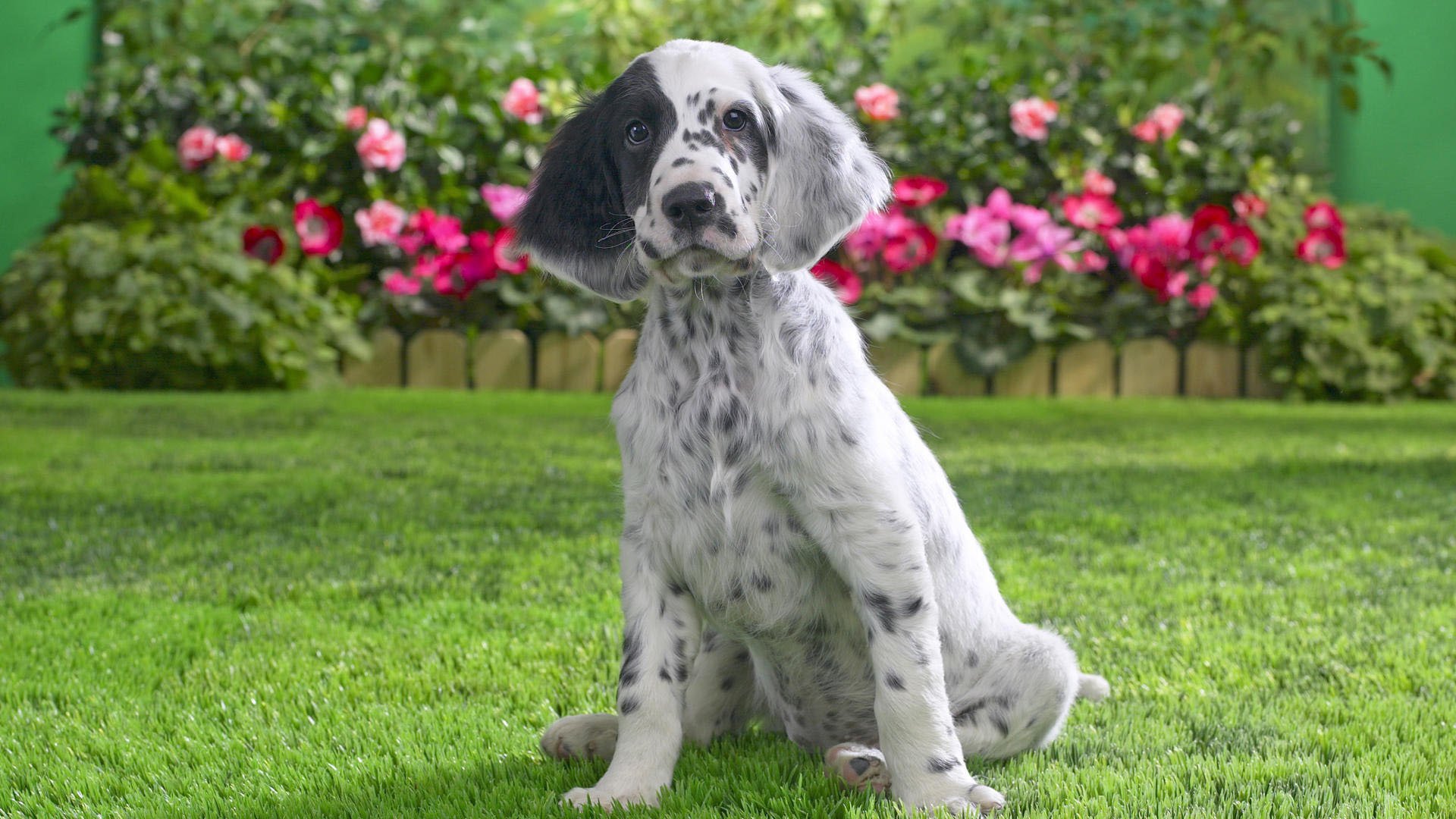 perro cachorro setter inglés hierba