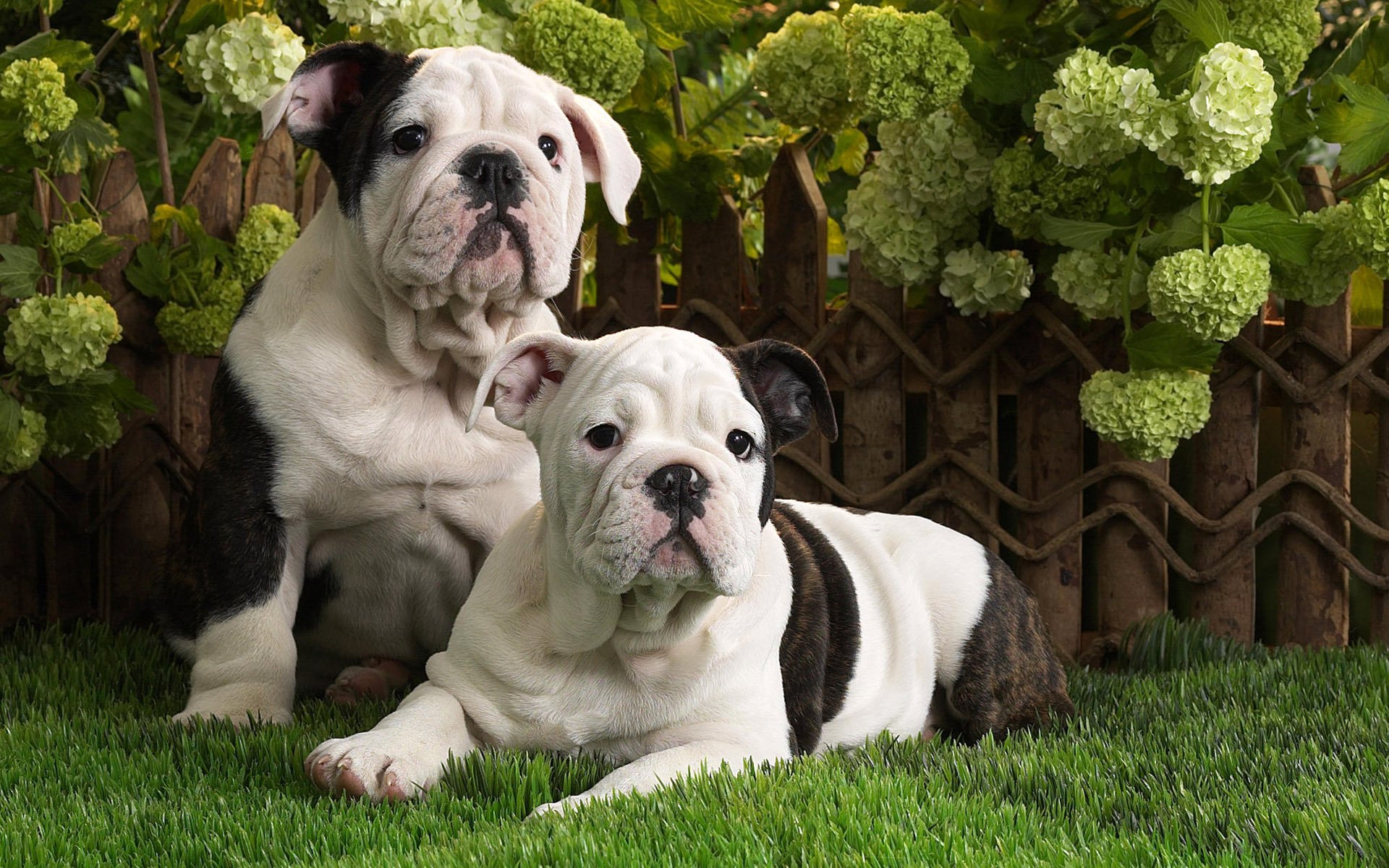 cani cuccioli bulldog inglese erba