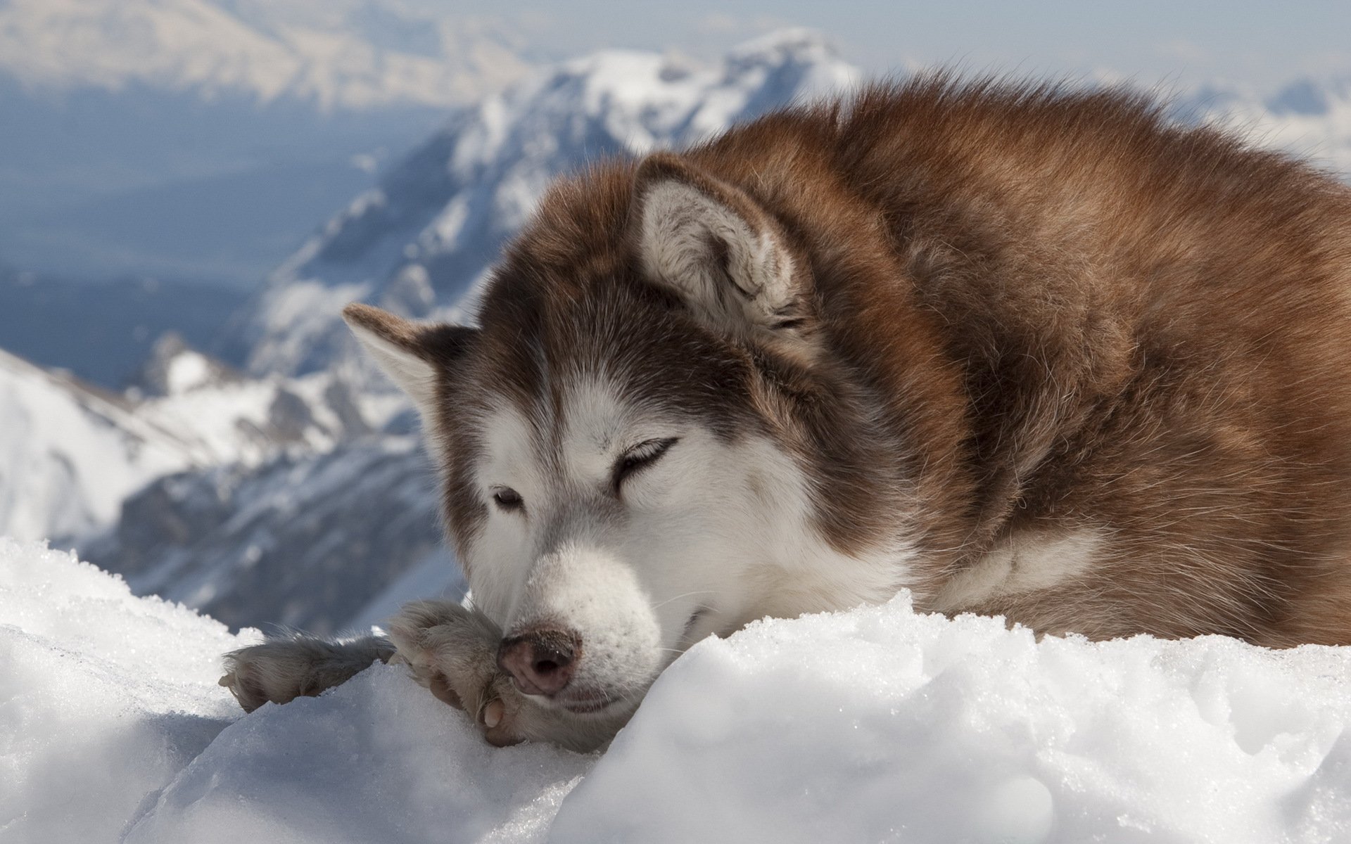 dog husky winter snow