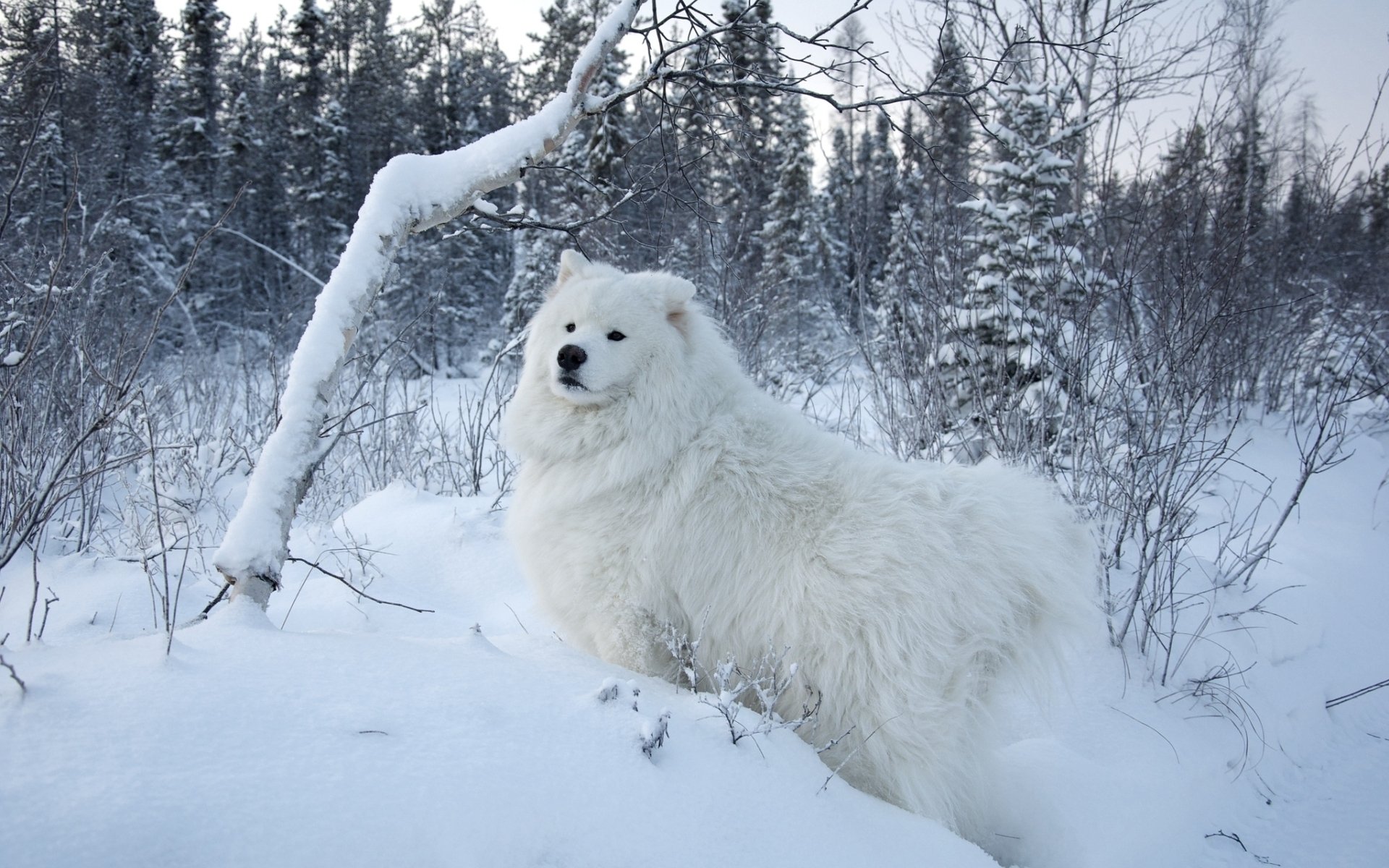 samoyed dog samoyed pies biały śnieg drzewa tło