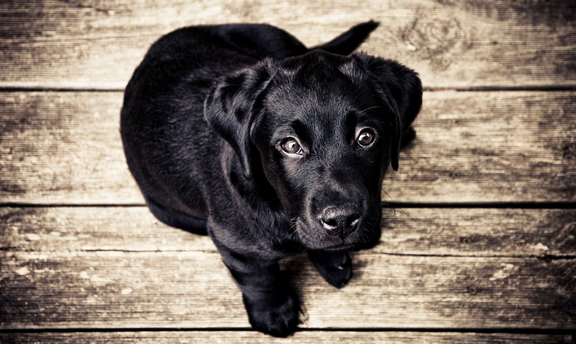 cachorro negro perro mirada piso tablas