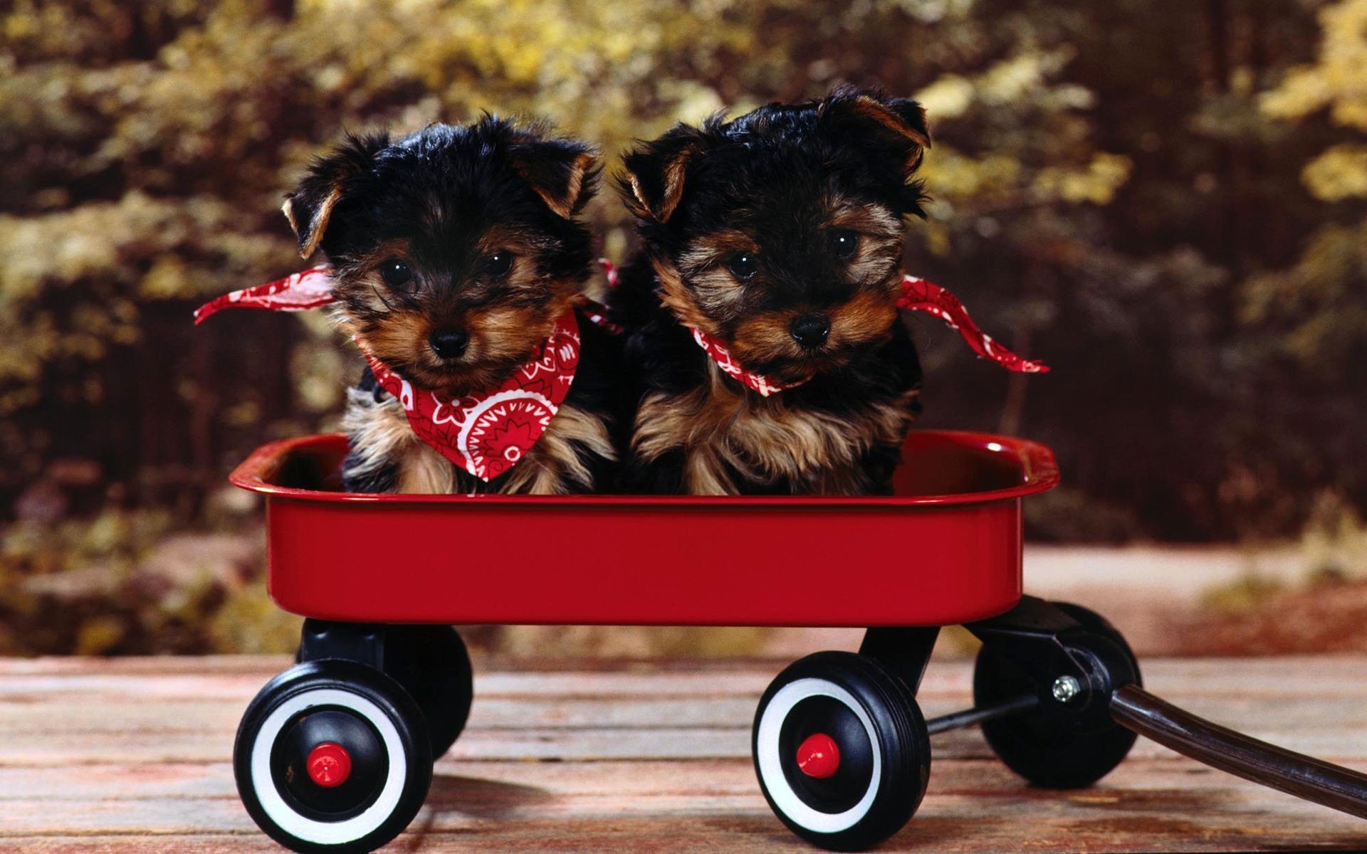 puppies truck snout