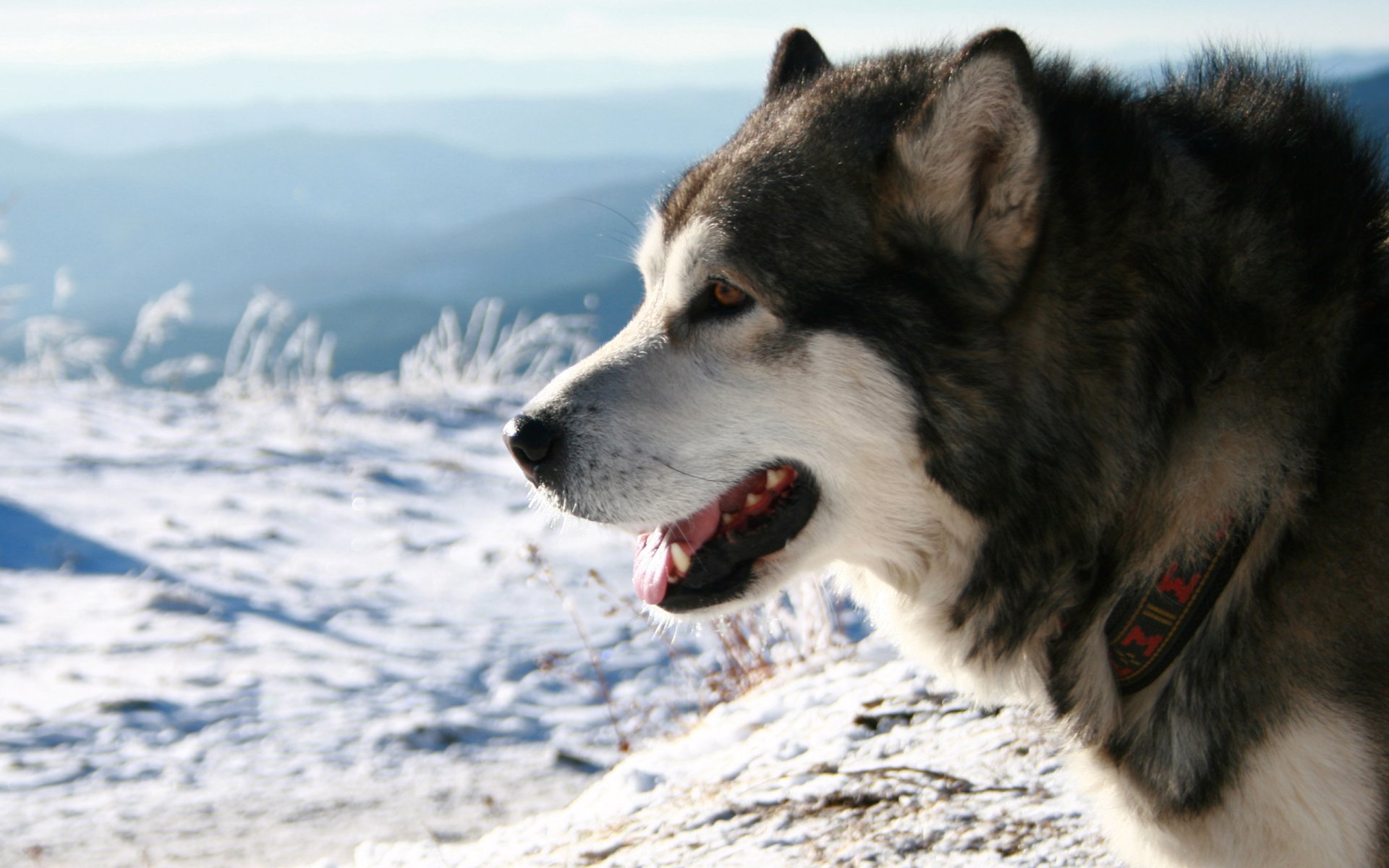 husky race neige collier