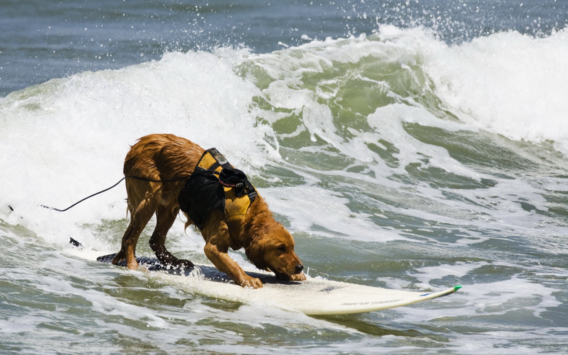 chien conseil mer sport