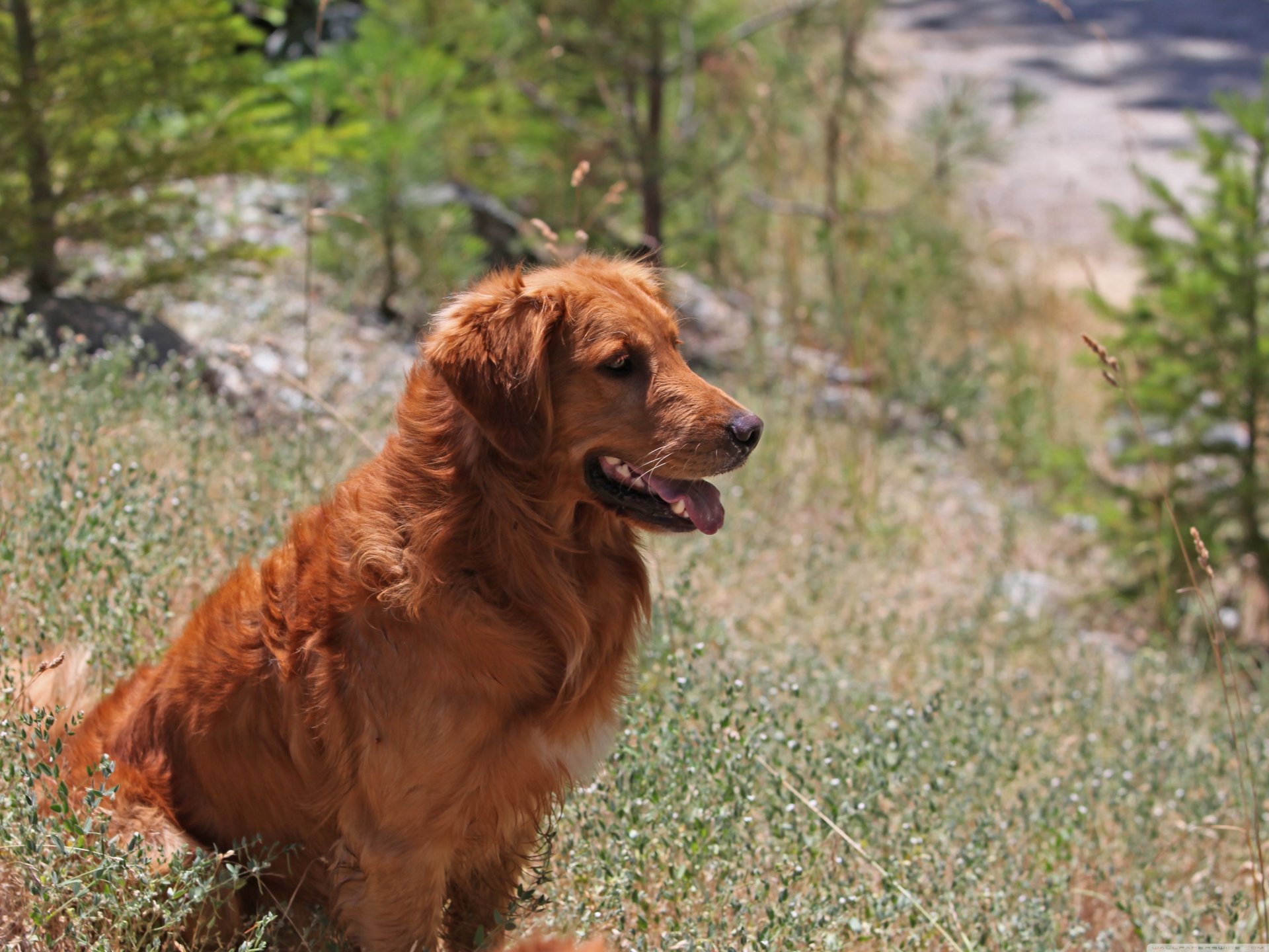 cane retriever in natura