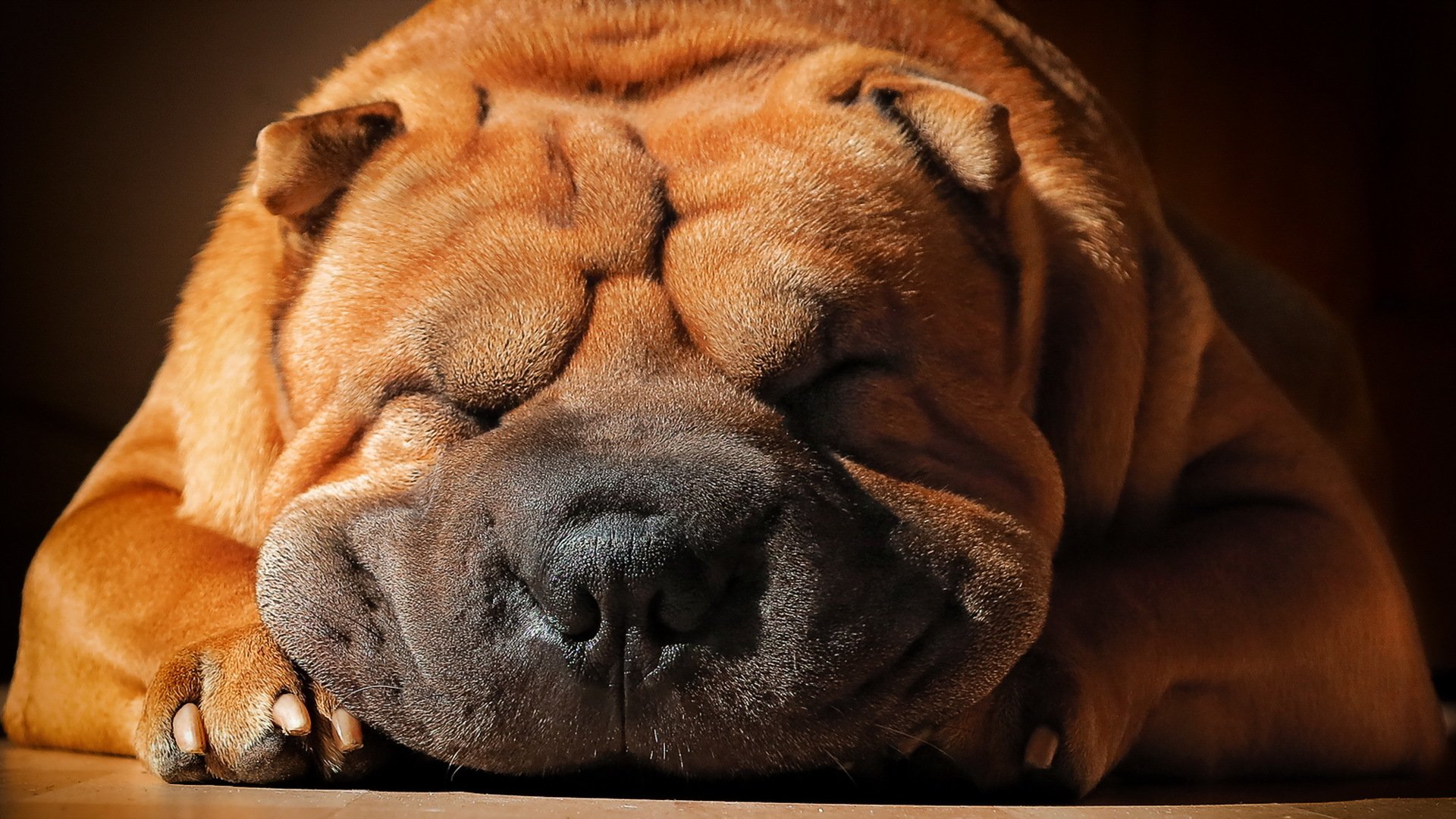 perro shar pei amigo