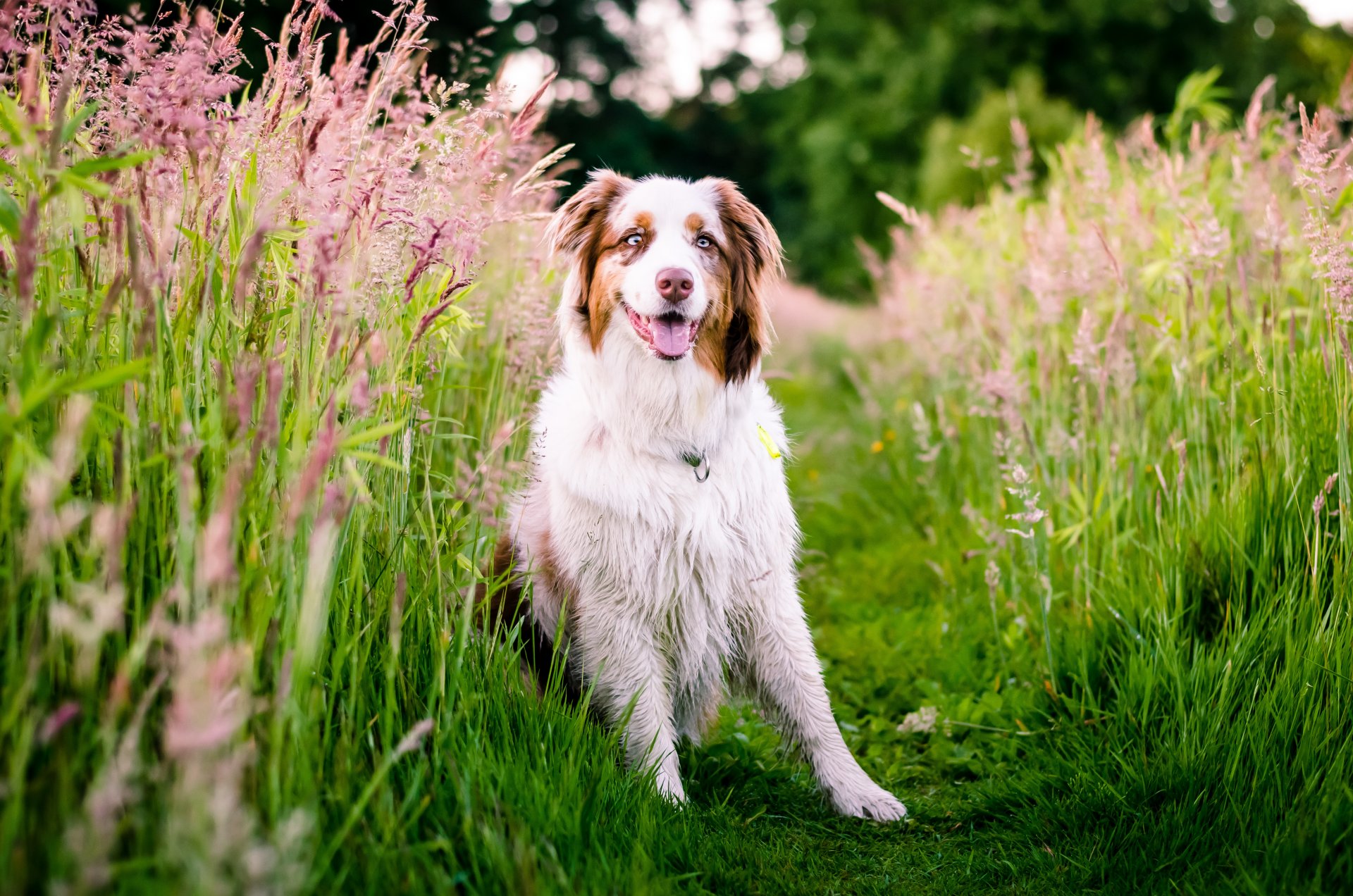 australian shepherd dog meadow grass nature