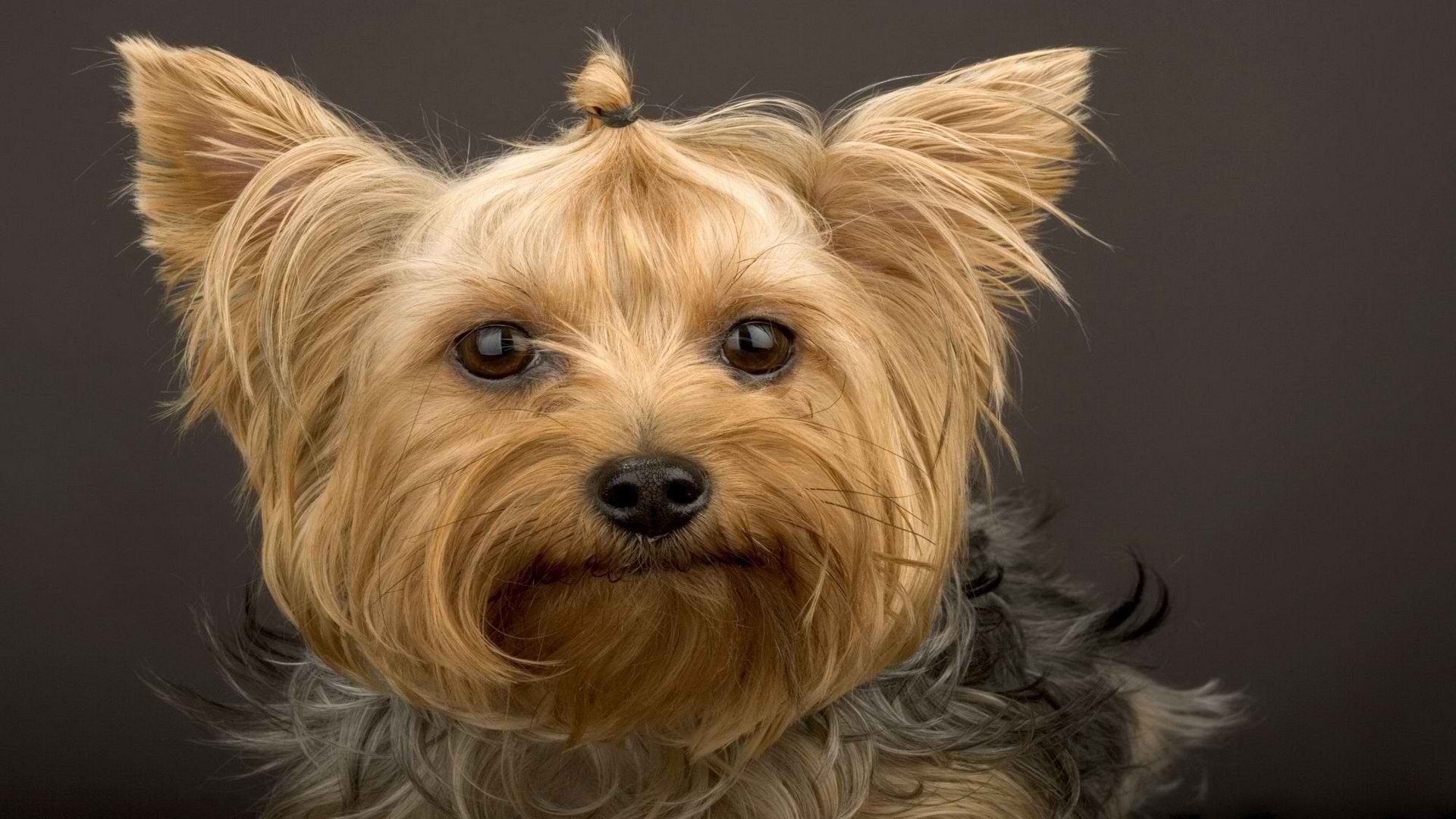 yorkshire terrier museau regard laine