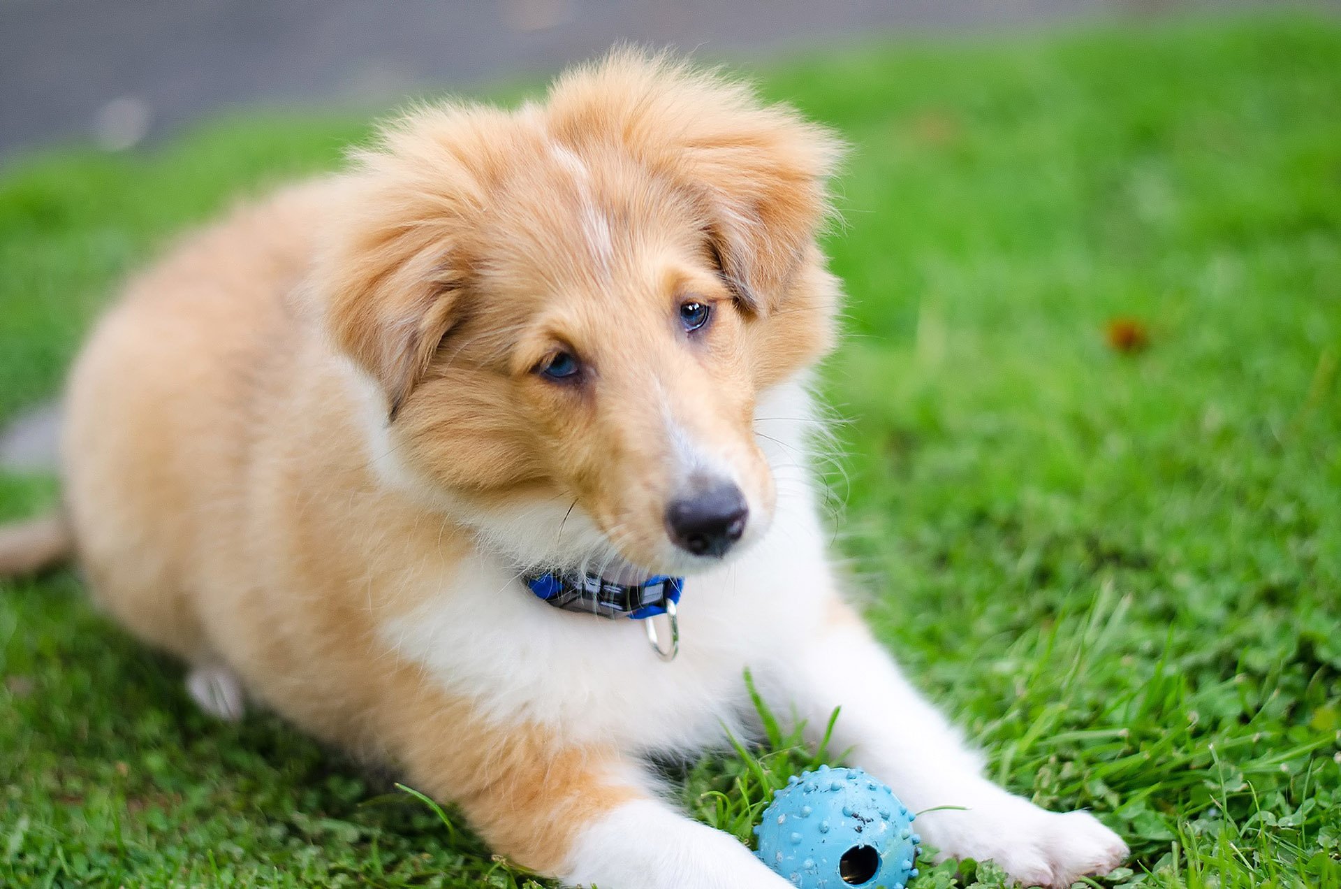 heltie shetland sheepdog dog puppy gra