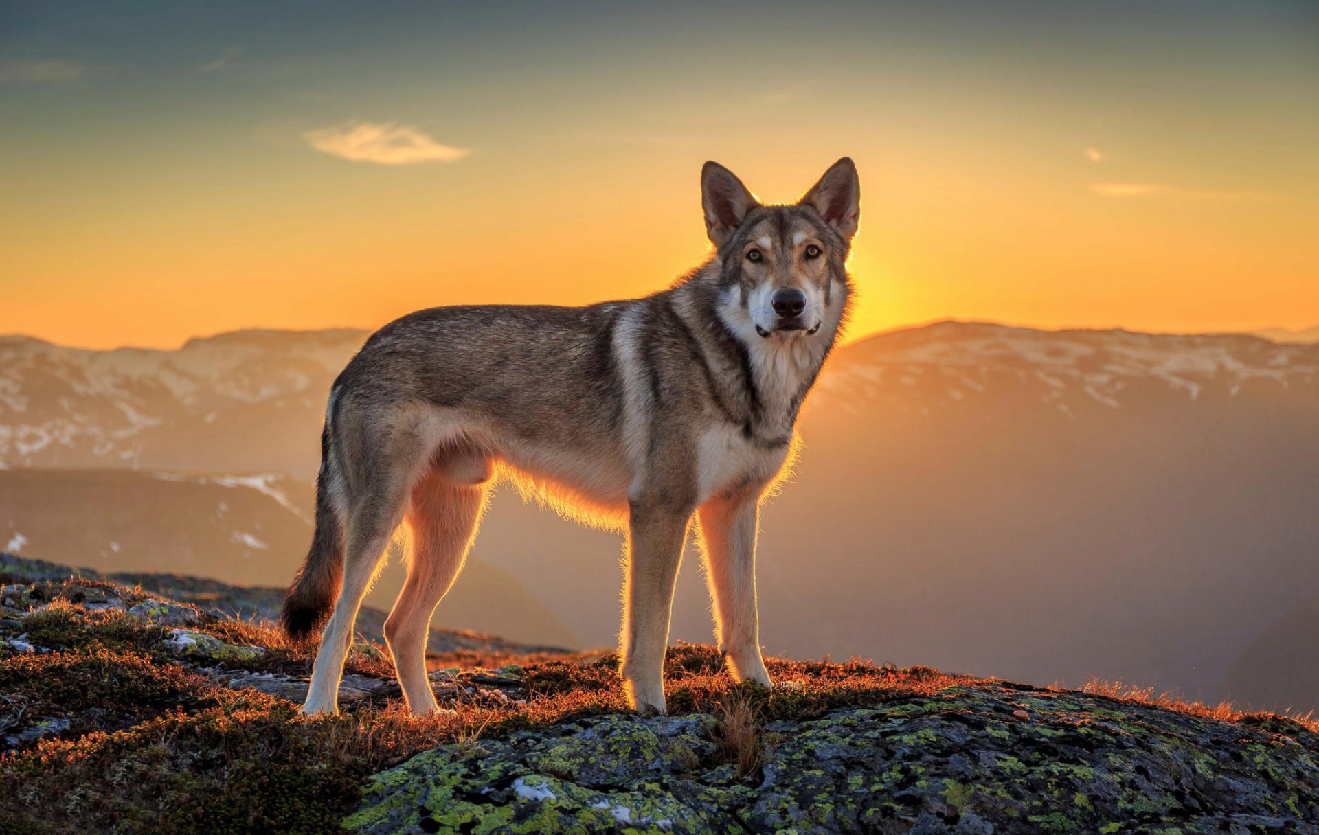 freund blick sonne landschaft hund