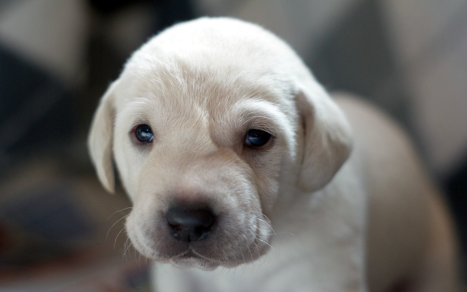 chien regard ami