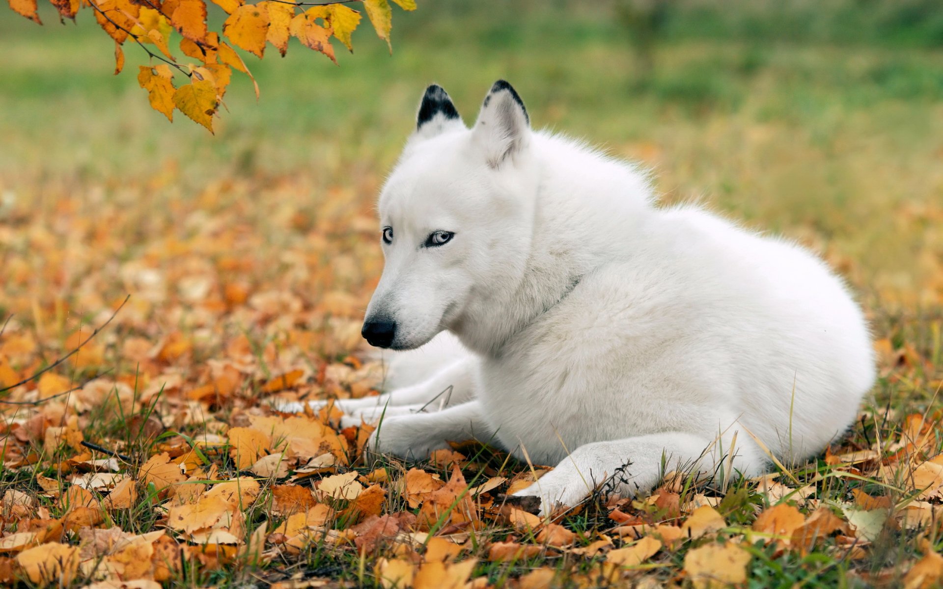 chien ami husky