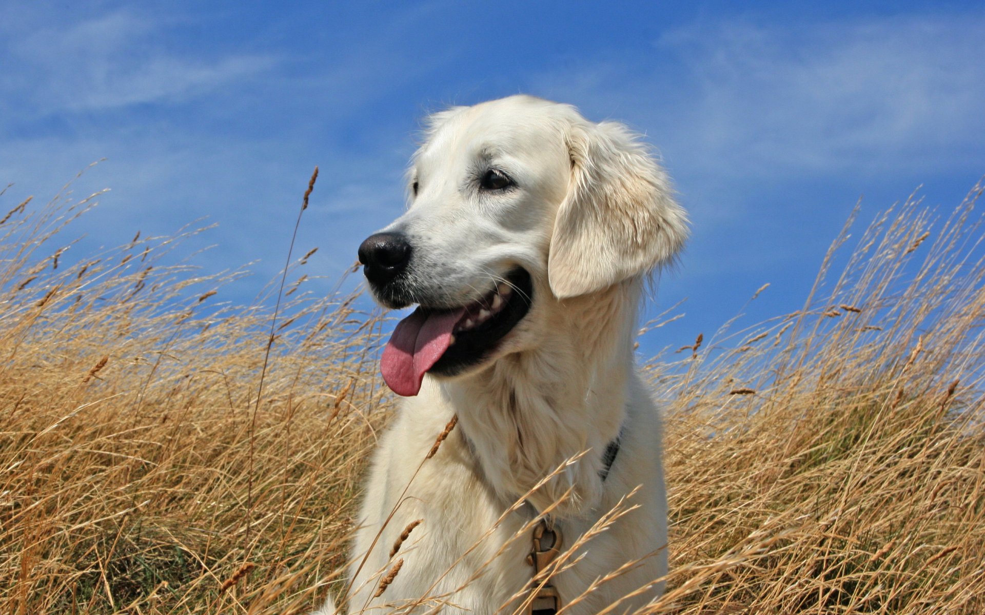 perro cielo campo