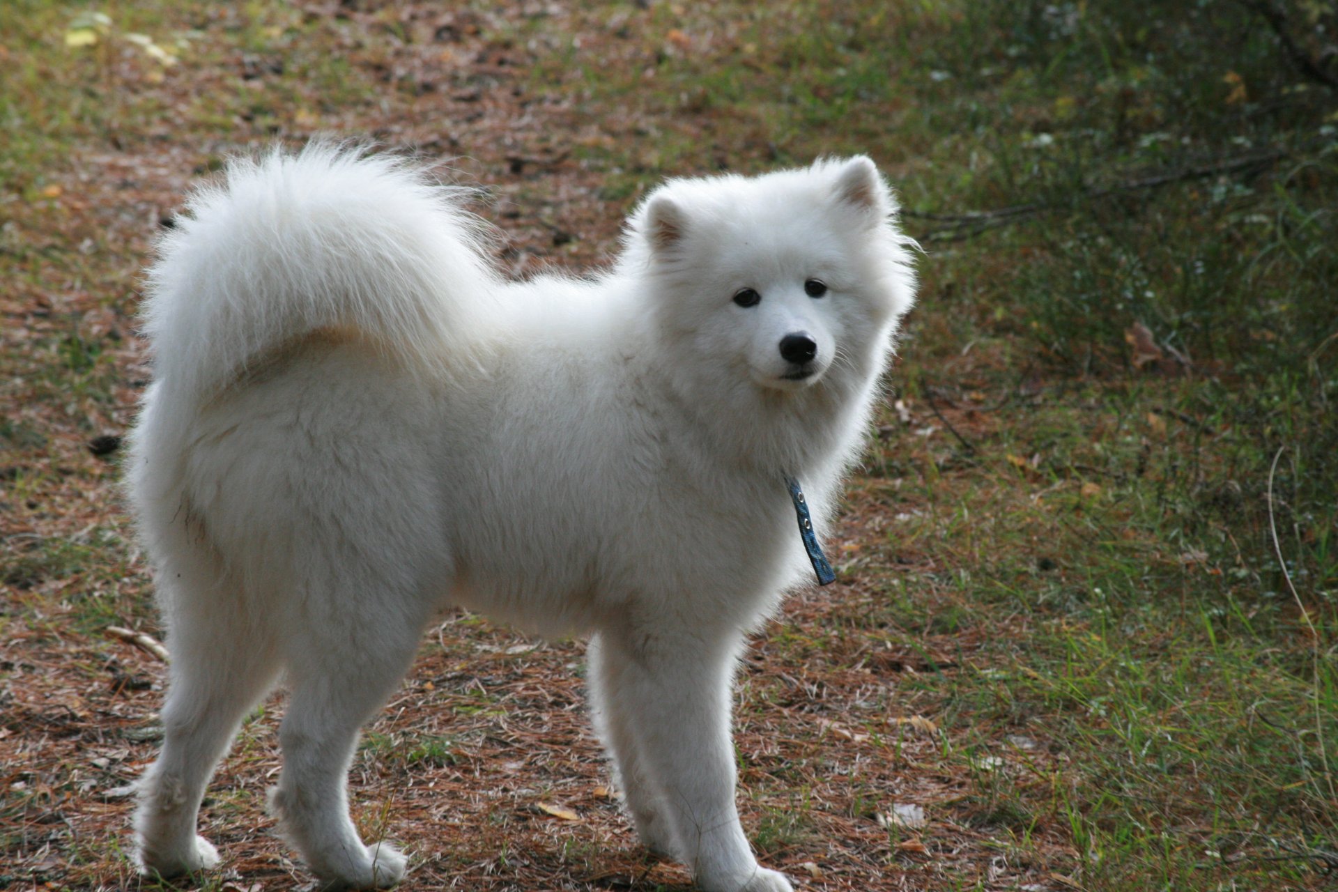 tło psy pies samoyed biały puszysty spacer