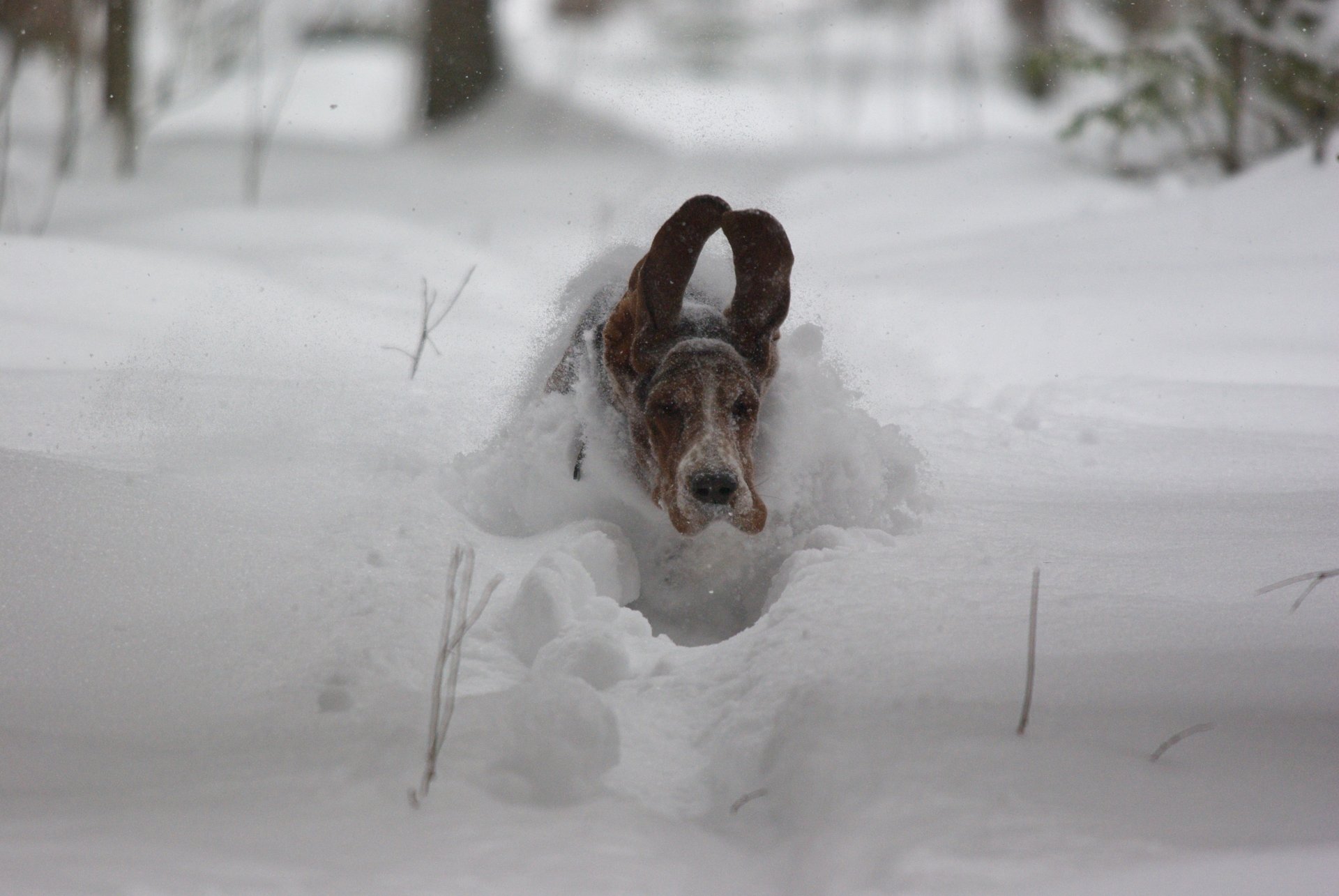 hund ohren schnee geschwindigkeit