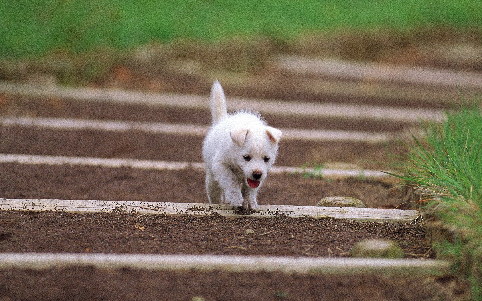 puppy white ear