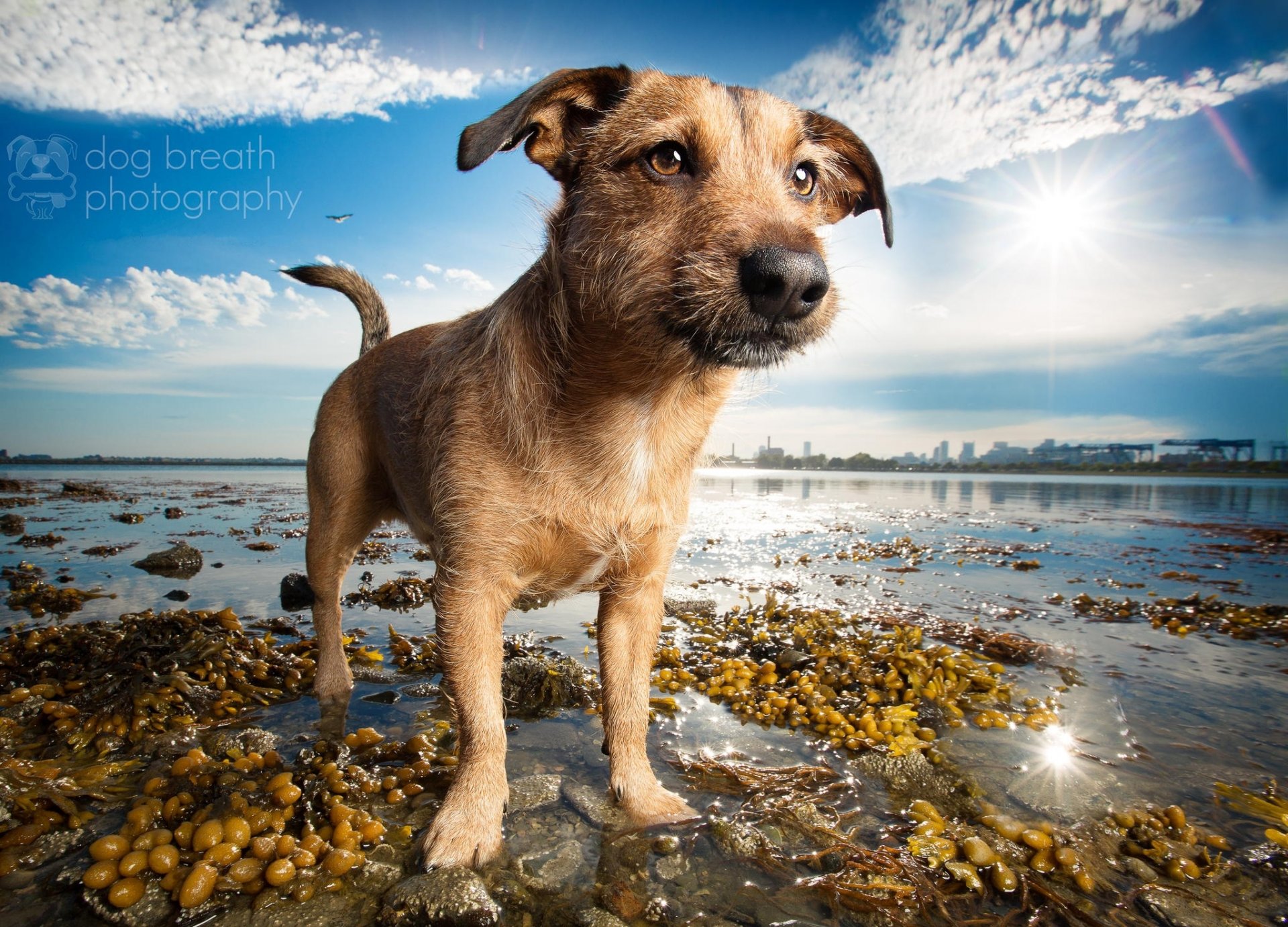 chien plage lac côte ami