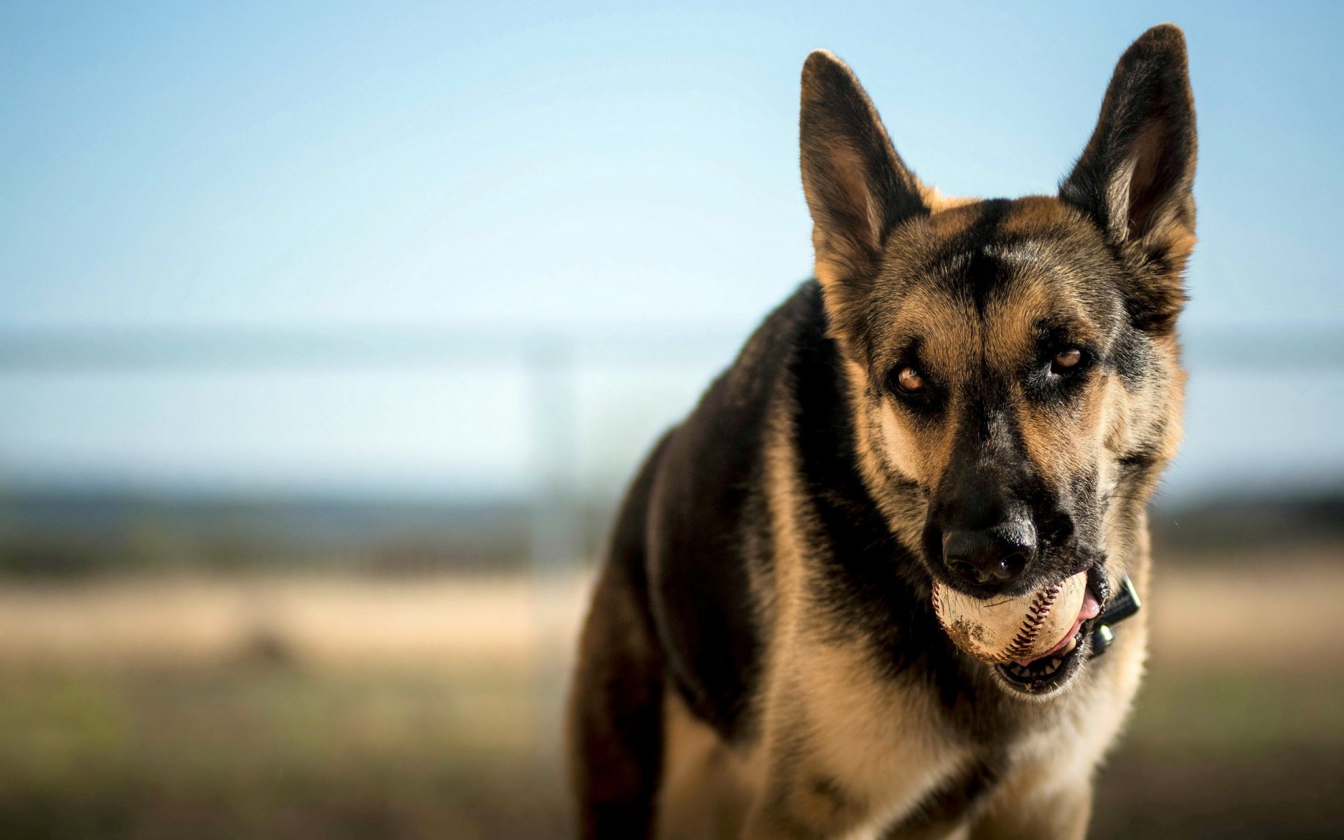 chien vue ami balle