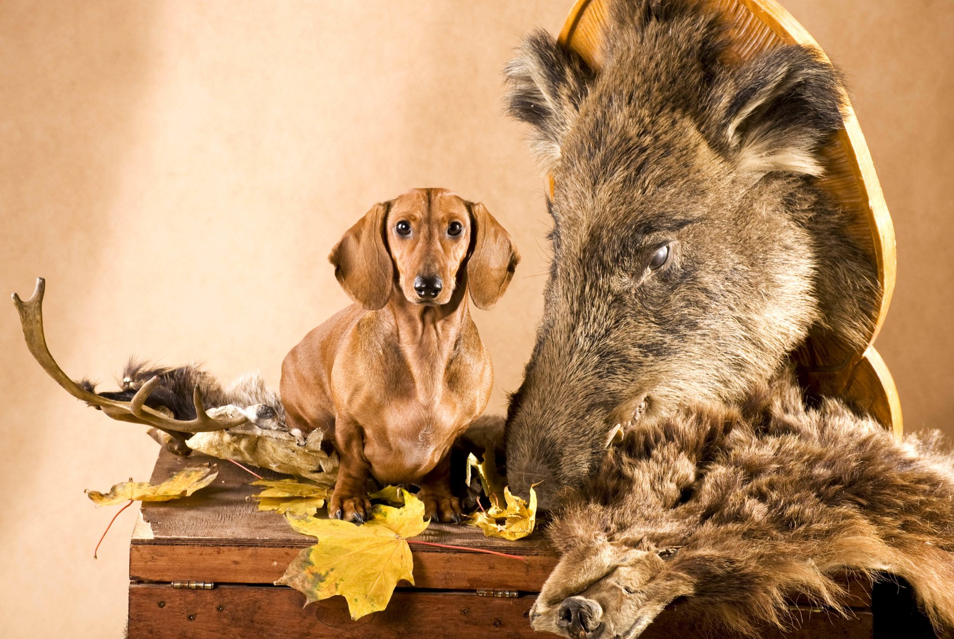 dackel hund kopf wildschwein blätter haut brust hörner jäger