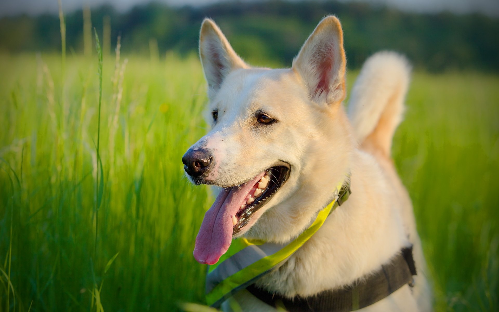 chien ami été