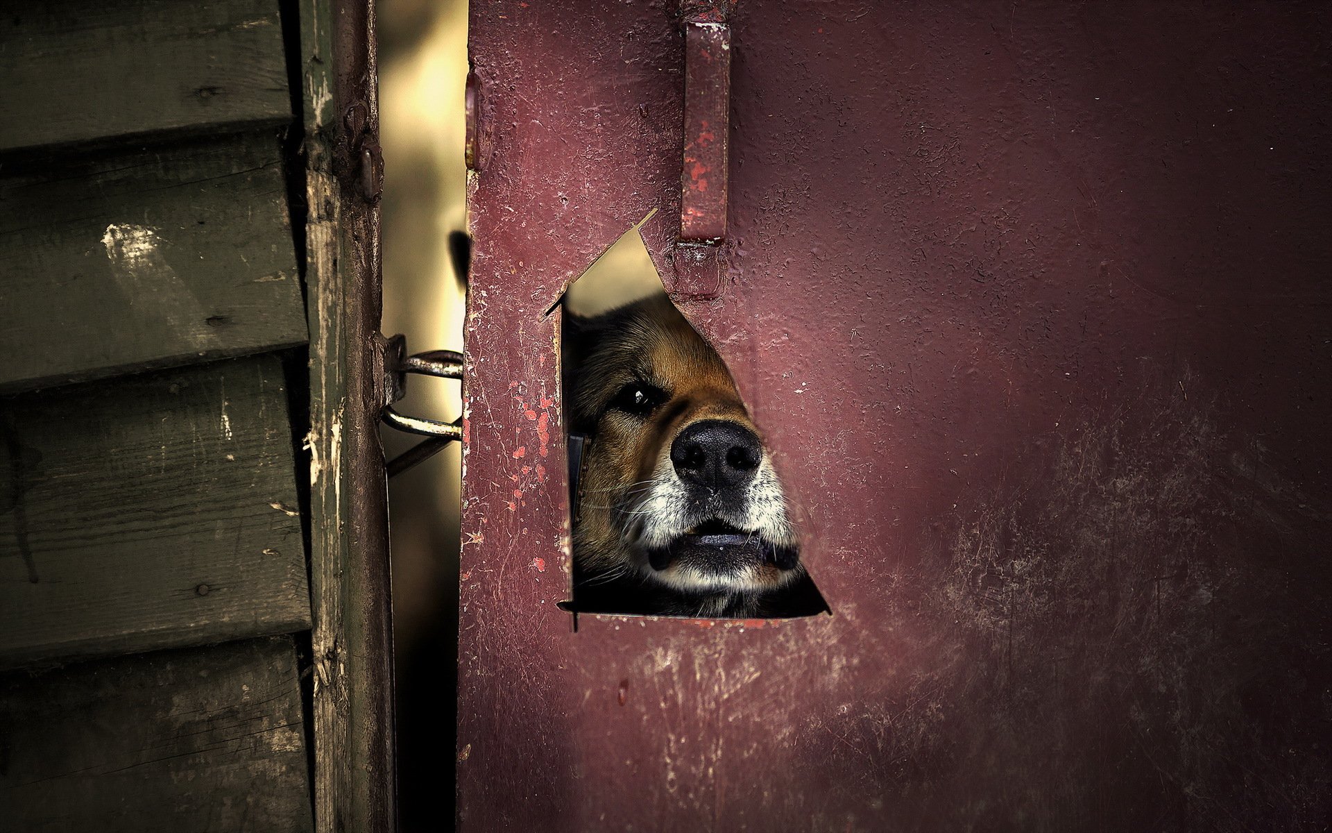 perro puerta fondo