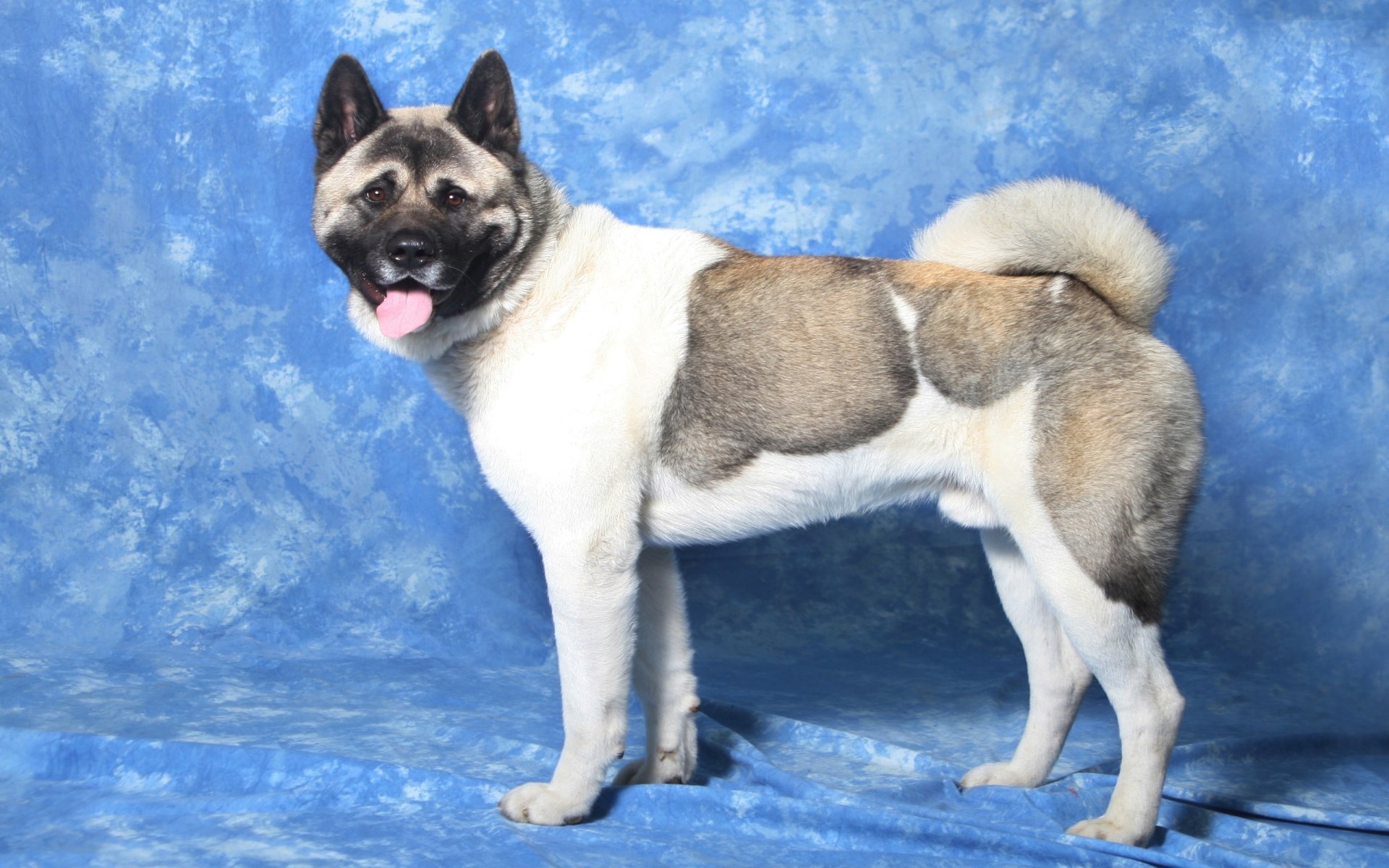 hintergrundbilder hunde tiere akita inu schnauze augen zunge blauer hintergrund