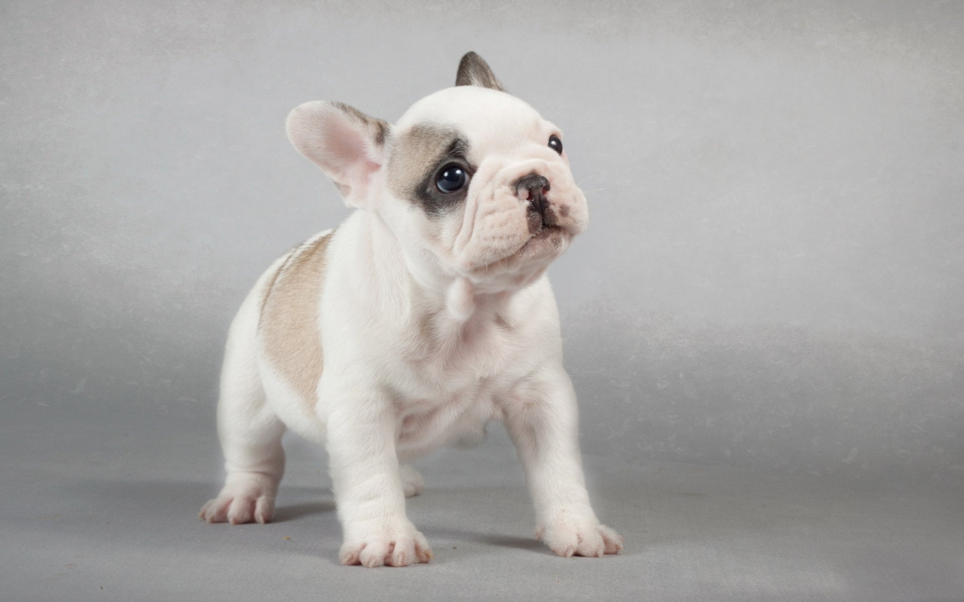 perro cachorro mirada