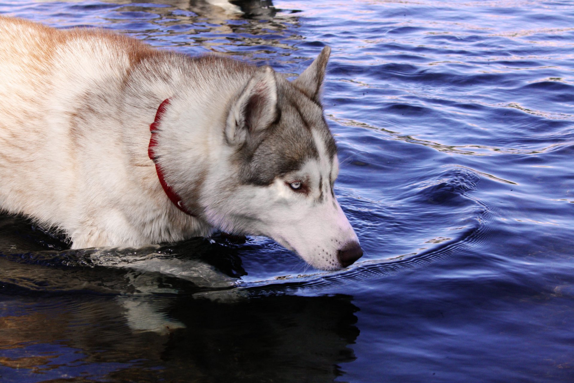 hunde huskies wasser