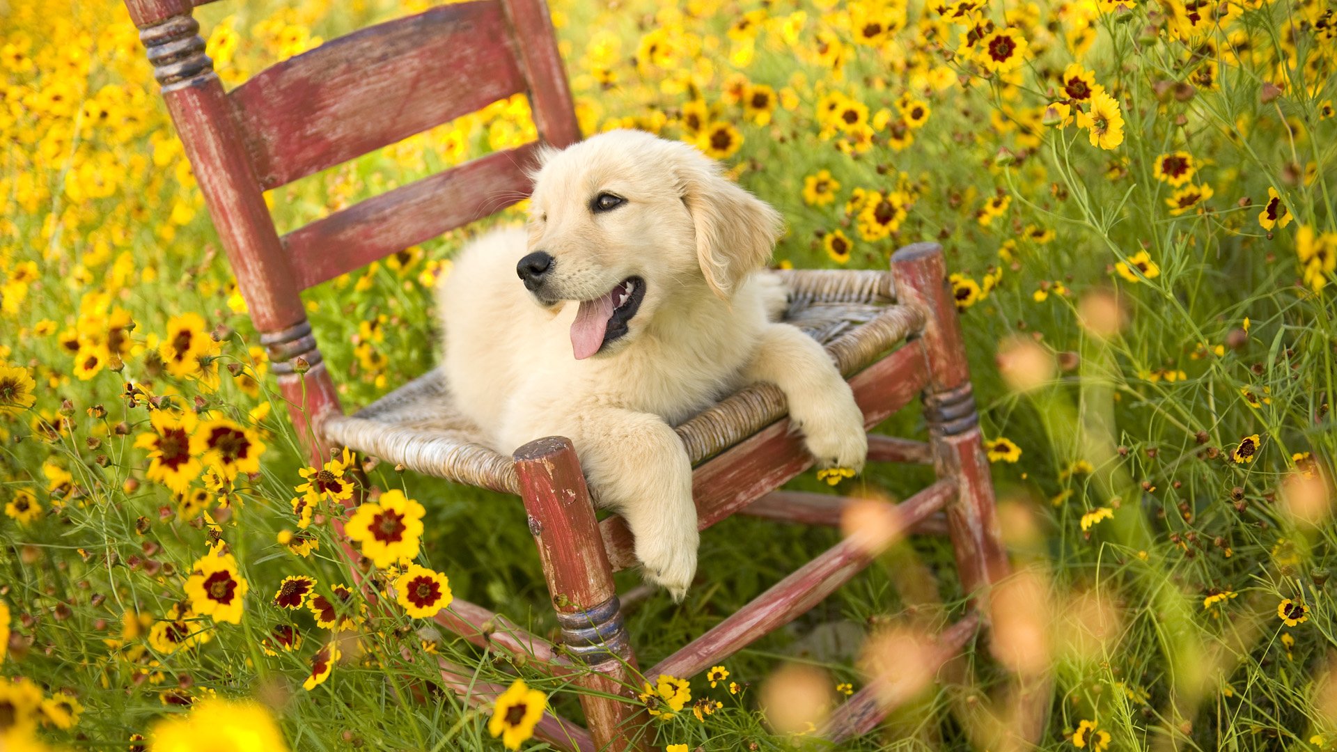 chiot langue chaise champ clairière fleurs