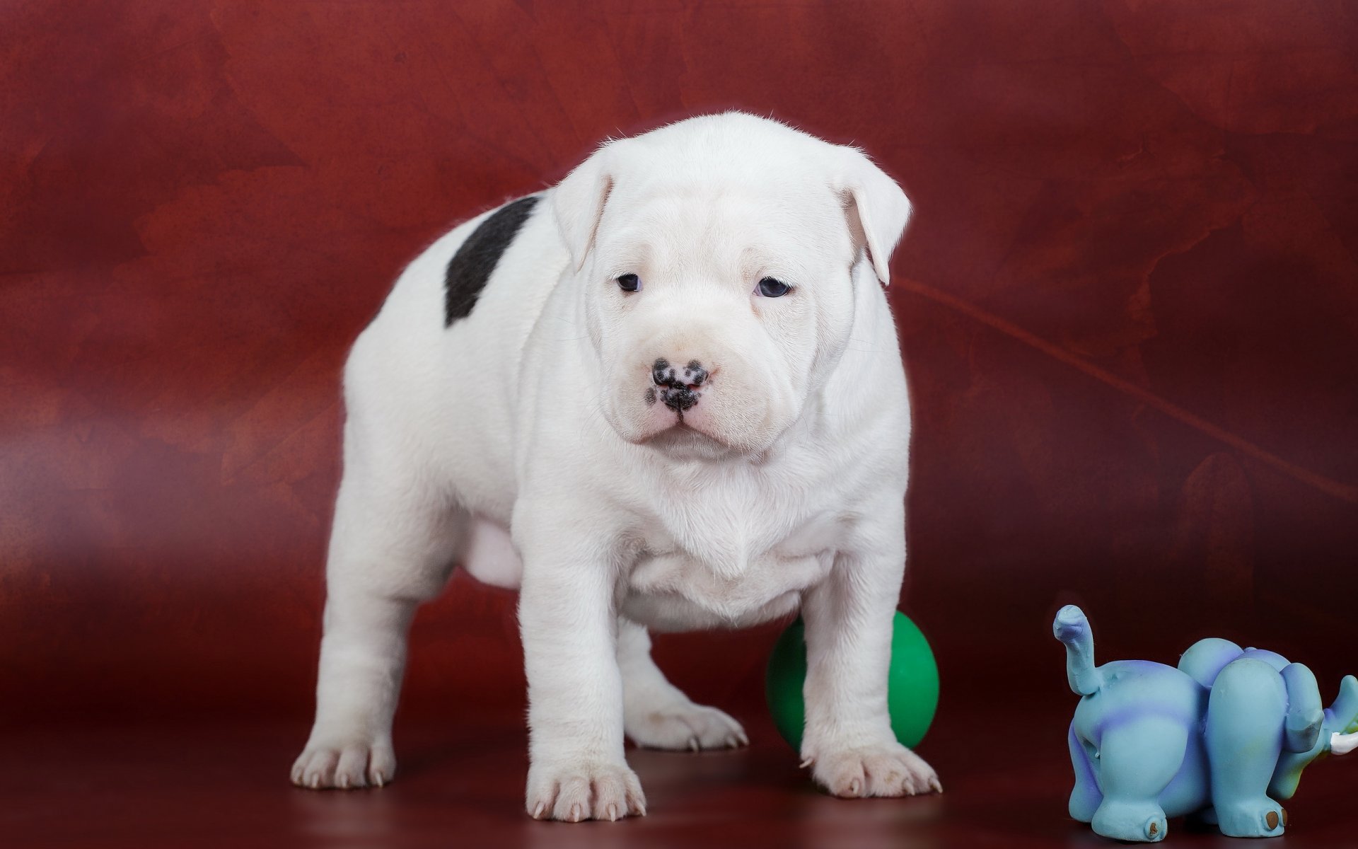 amstaff cachorro perro