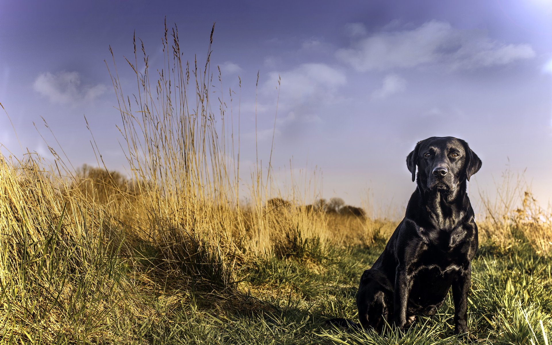 dog view other labrador