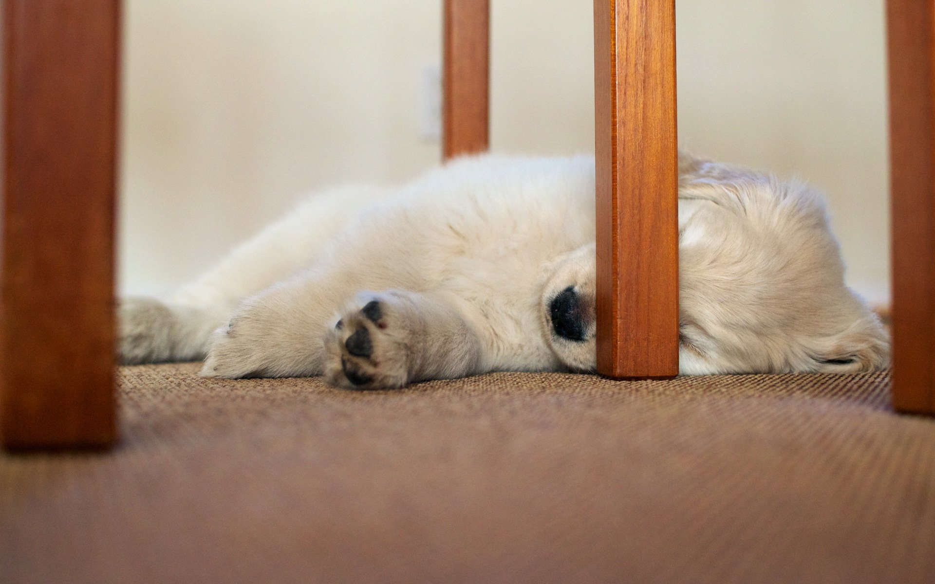 perro casa silla