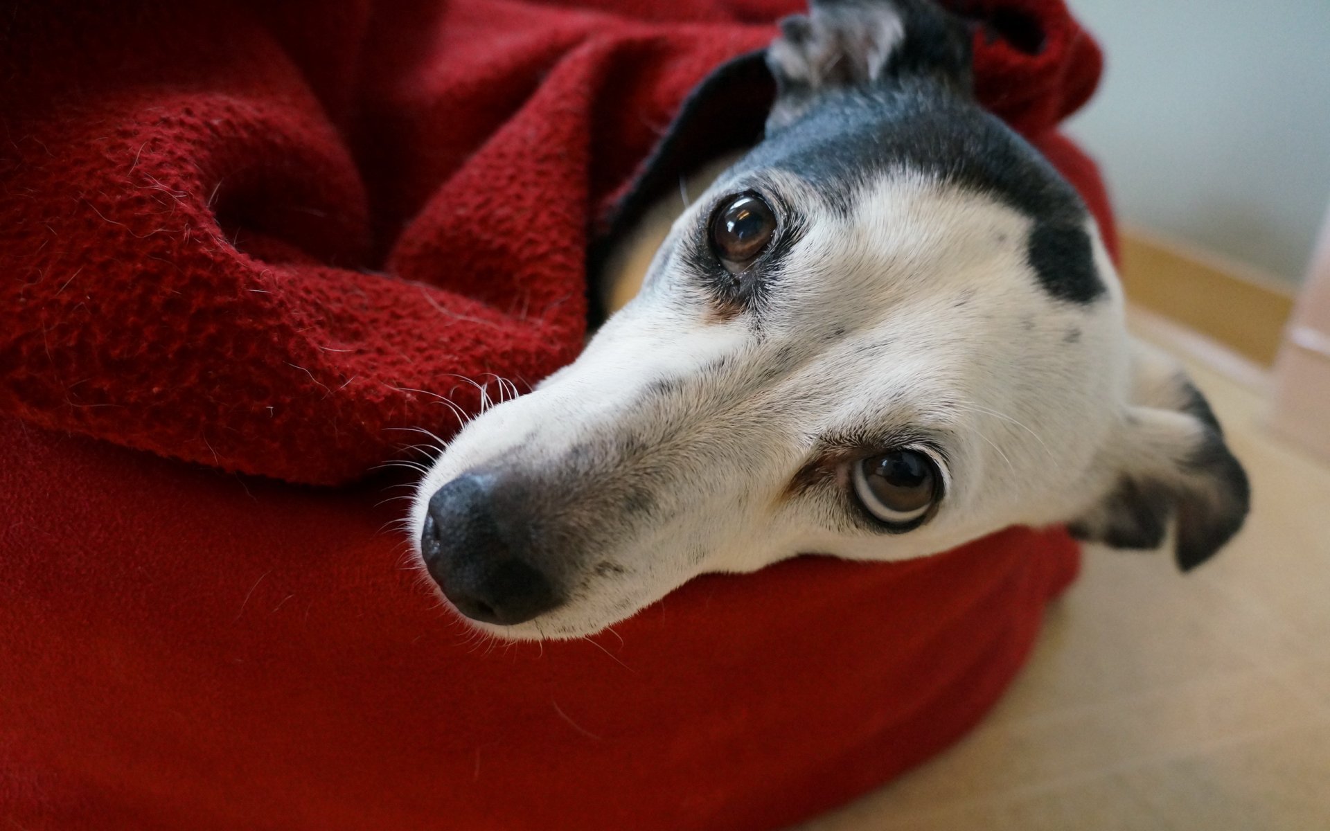 perro mirada amigo