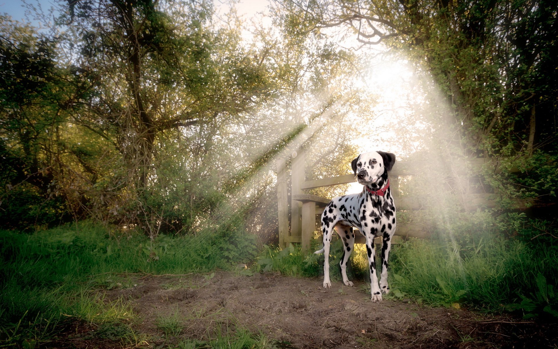 chien regard ami