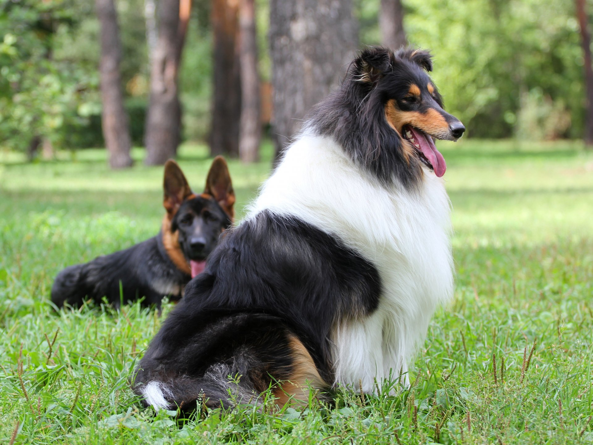 perro collie pastor