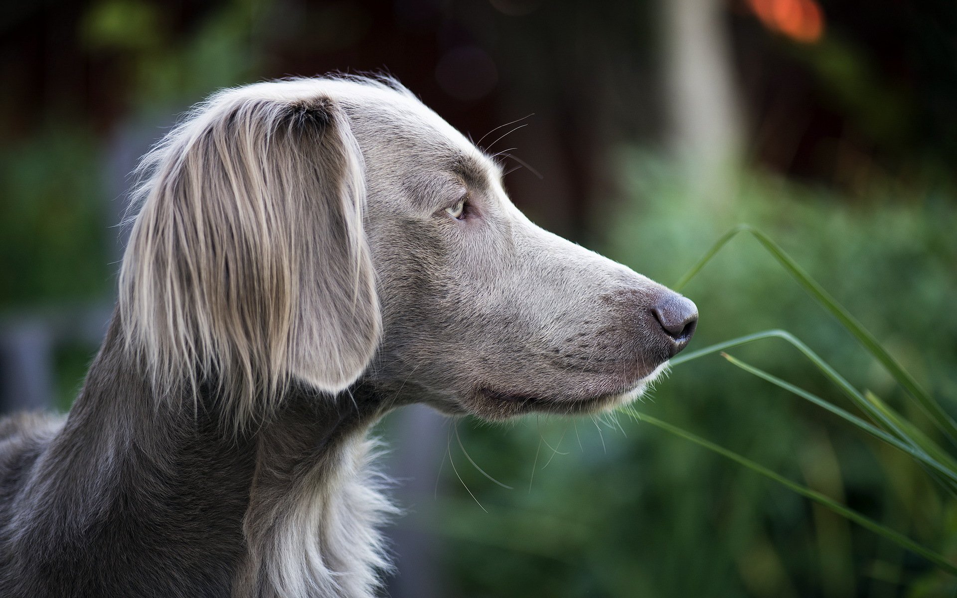 perro mirada amigo